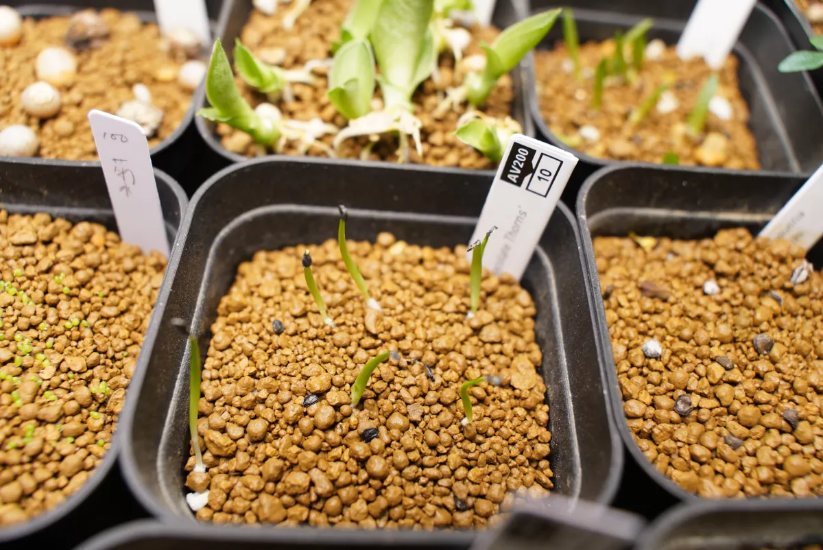 Agave horrida 'Chocolate Thorn' (アガベ ホリダ チョコレートソーン)