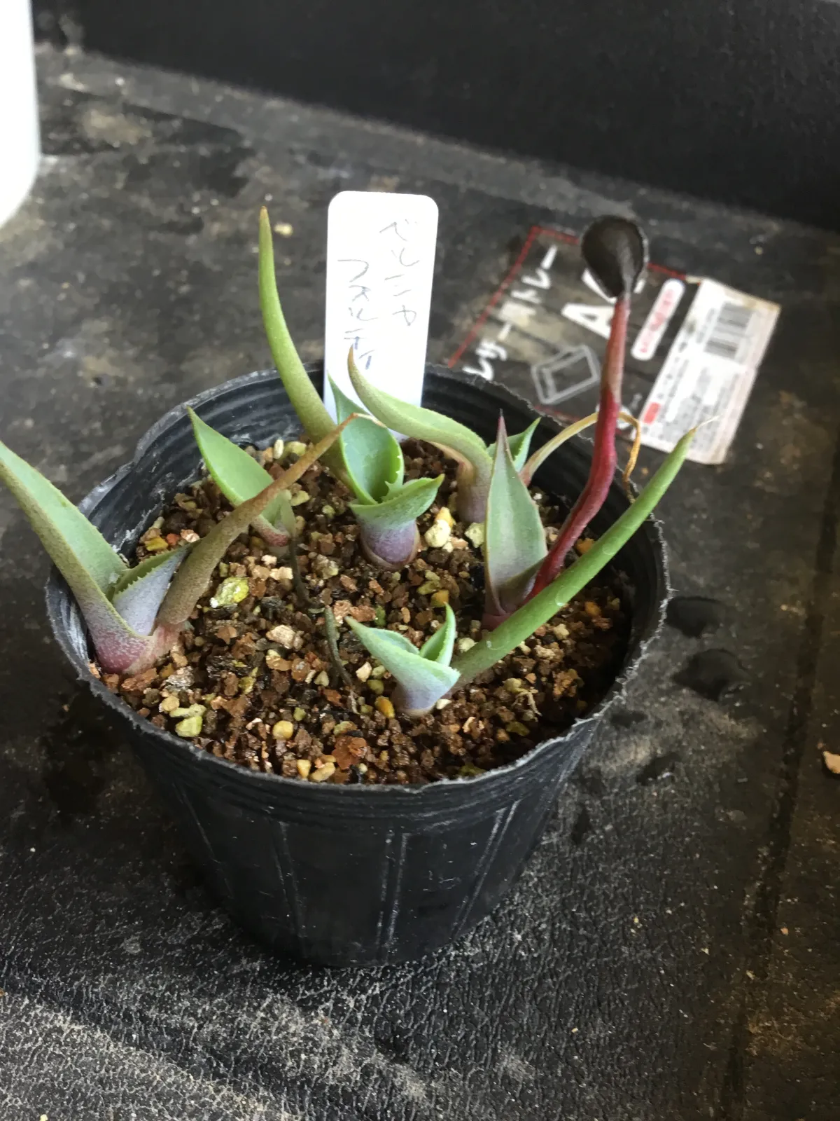 Agave potatorum var. verschaffeltii (アガベ ベルシャフェルティ)