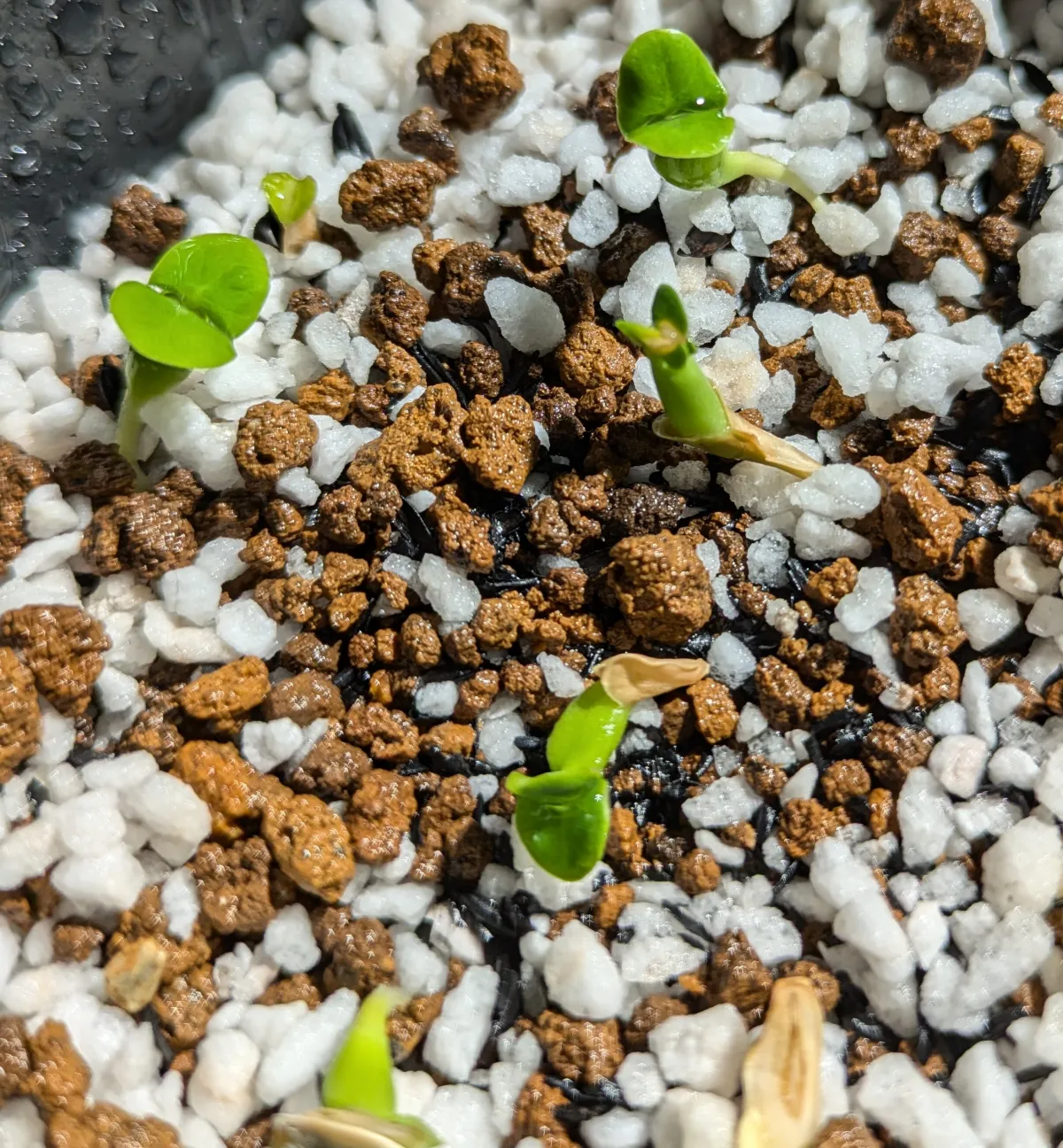 Fockea edulis (フォッケア 火星人)