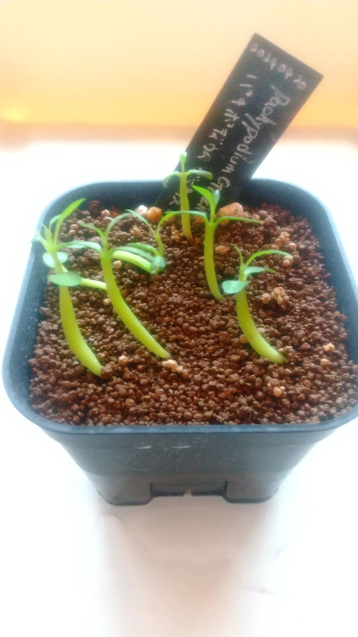 Pachypodium rosulatum var. gracilius (パキポディウム グラキリス)