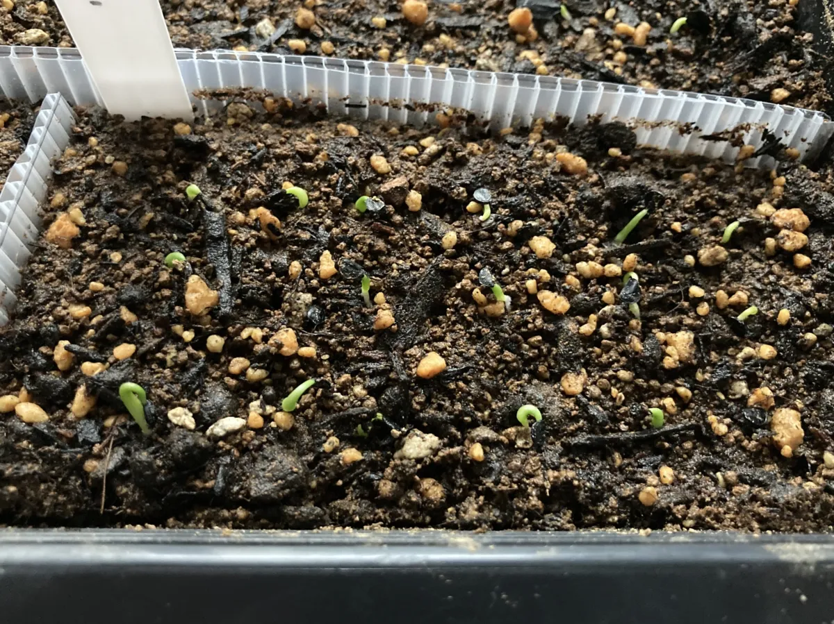 Agave titanota 'Blue' (アガベ チタノタブルー)