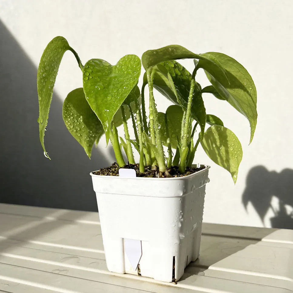 Monstera deliciosa Tauerii (モンステラ タウエリー)