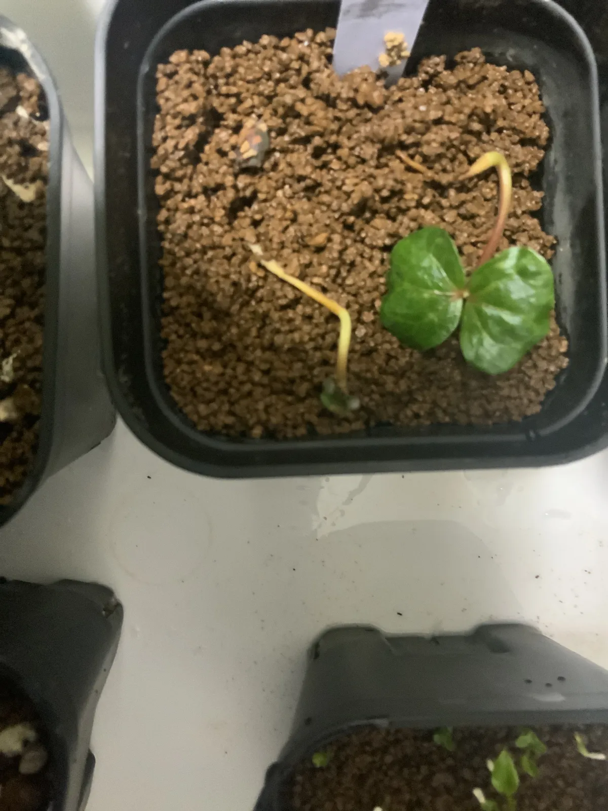 [無料種子] コミフォラ スードウパオリー Commiphora pseudopaolii (CLEARANCE)