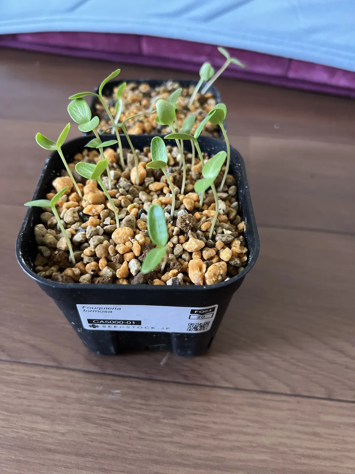 Fouquieria formosa (フォークイエリア フォルモサ)