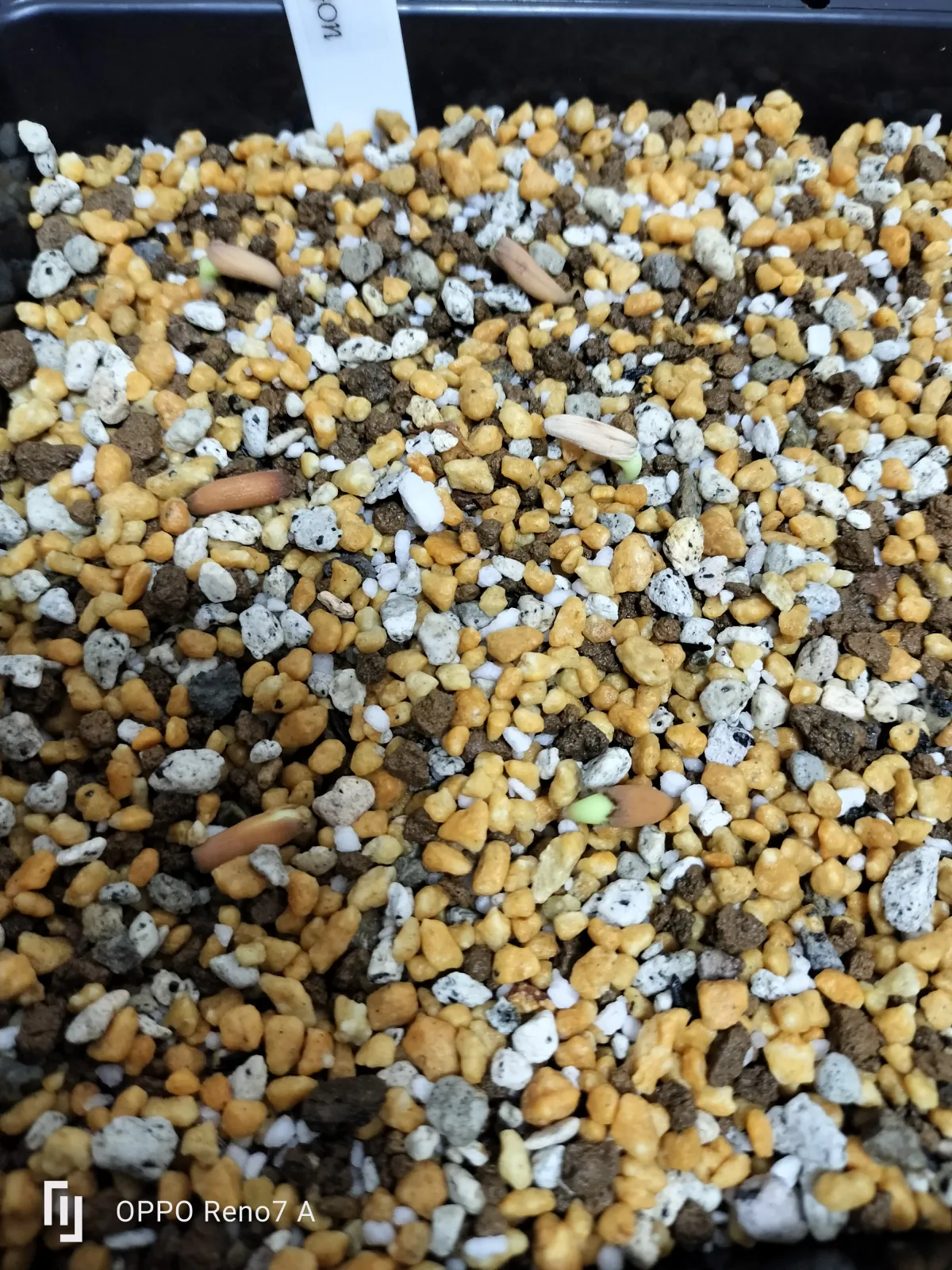 Adenium arabicum 'Black Skin' (アデニウム ブラックドラゴン)