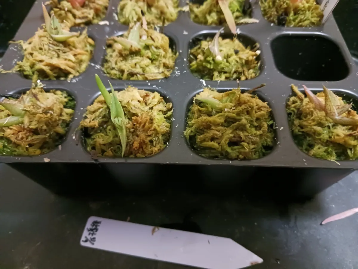 Agave victoriae-reginae Compacta (アガベ ビクトリアレジーナコンパクト)