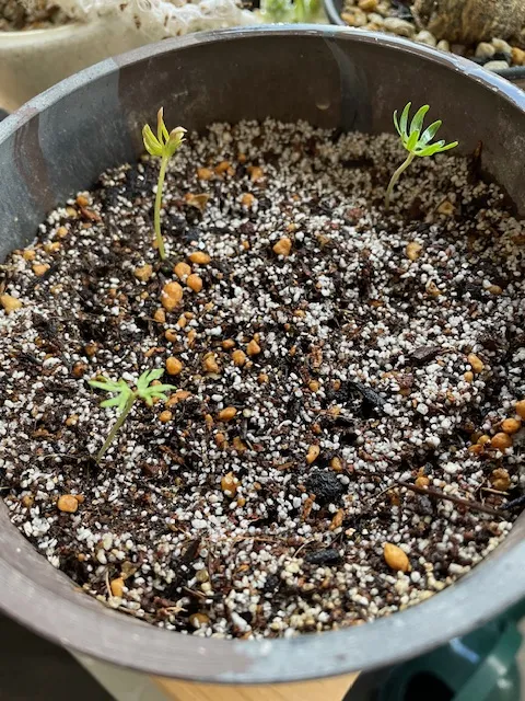 Boswellia neglecta (ボスウェリア ネグレクタ)