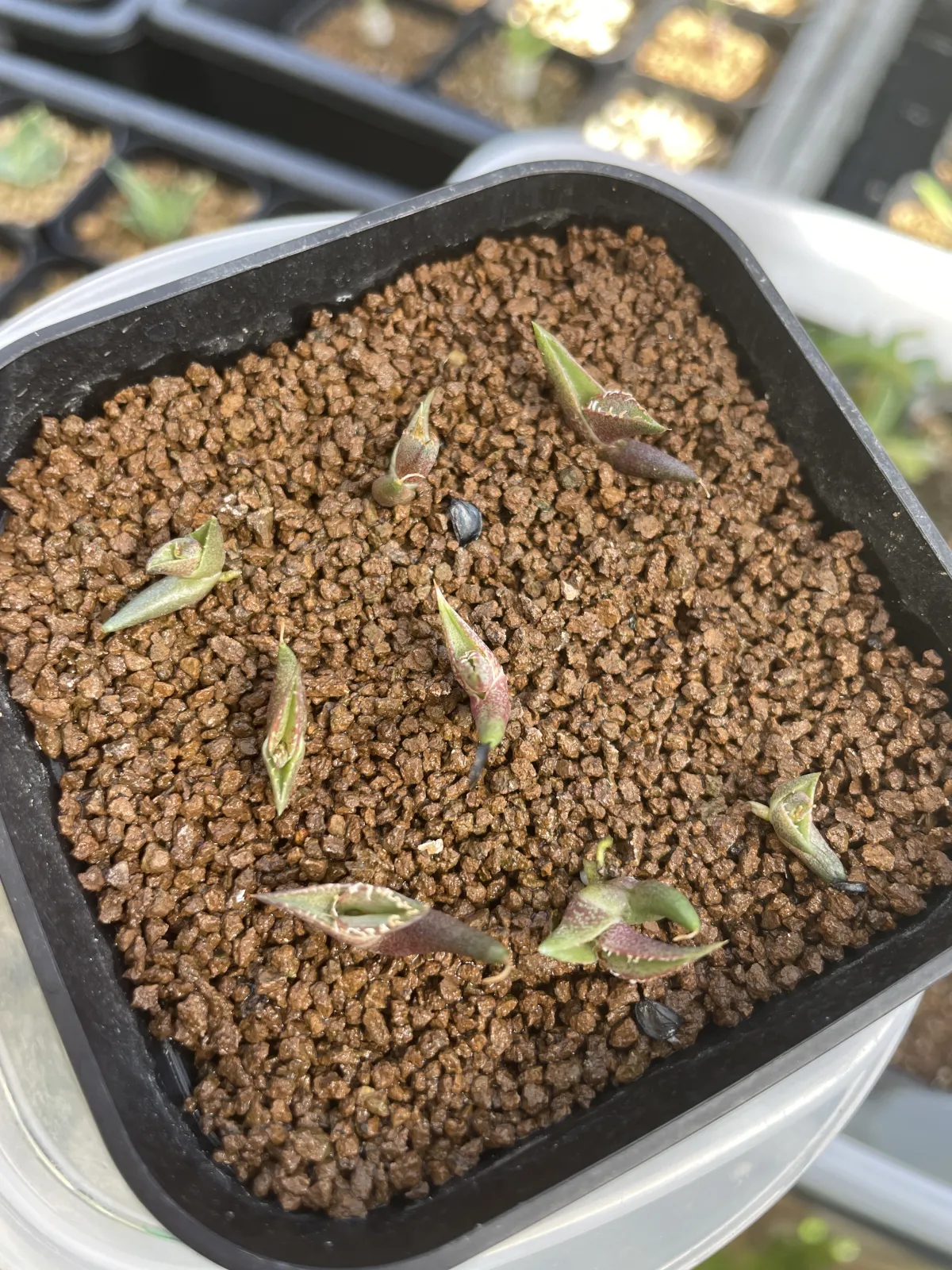 Agave hiemiflora (アガベ ヒエミフローラ)