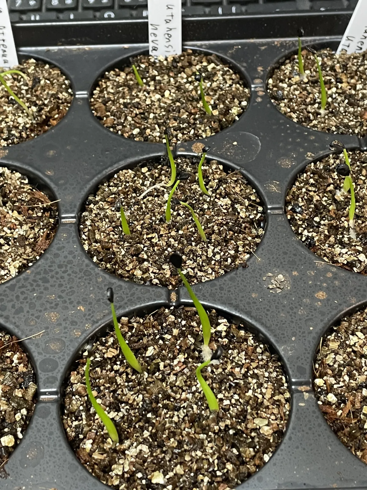 Agave utahensis var. nevadensis (アガベ ユタエンシス ネヴァデンシス)