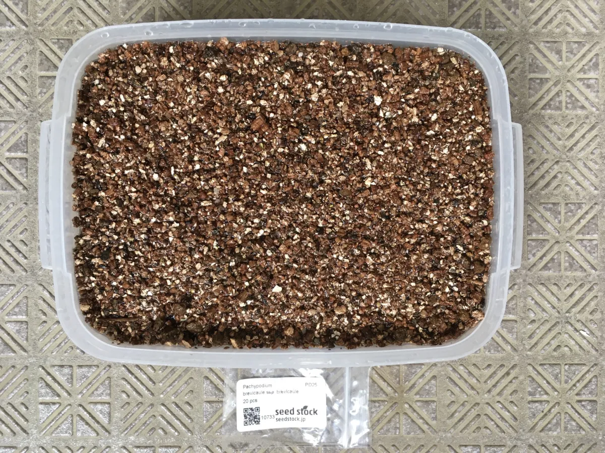 pachypodium brevicaule-ssp-brevicauleモニター種子