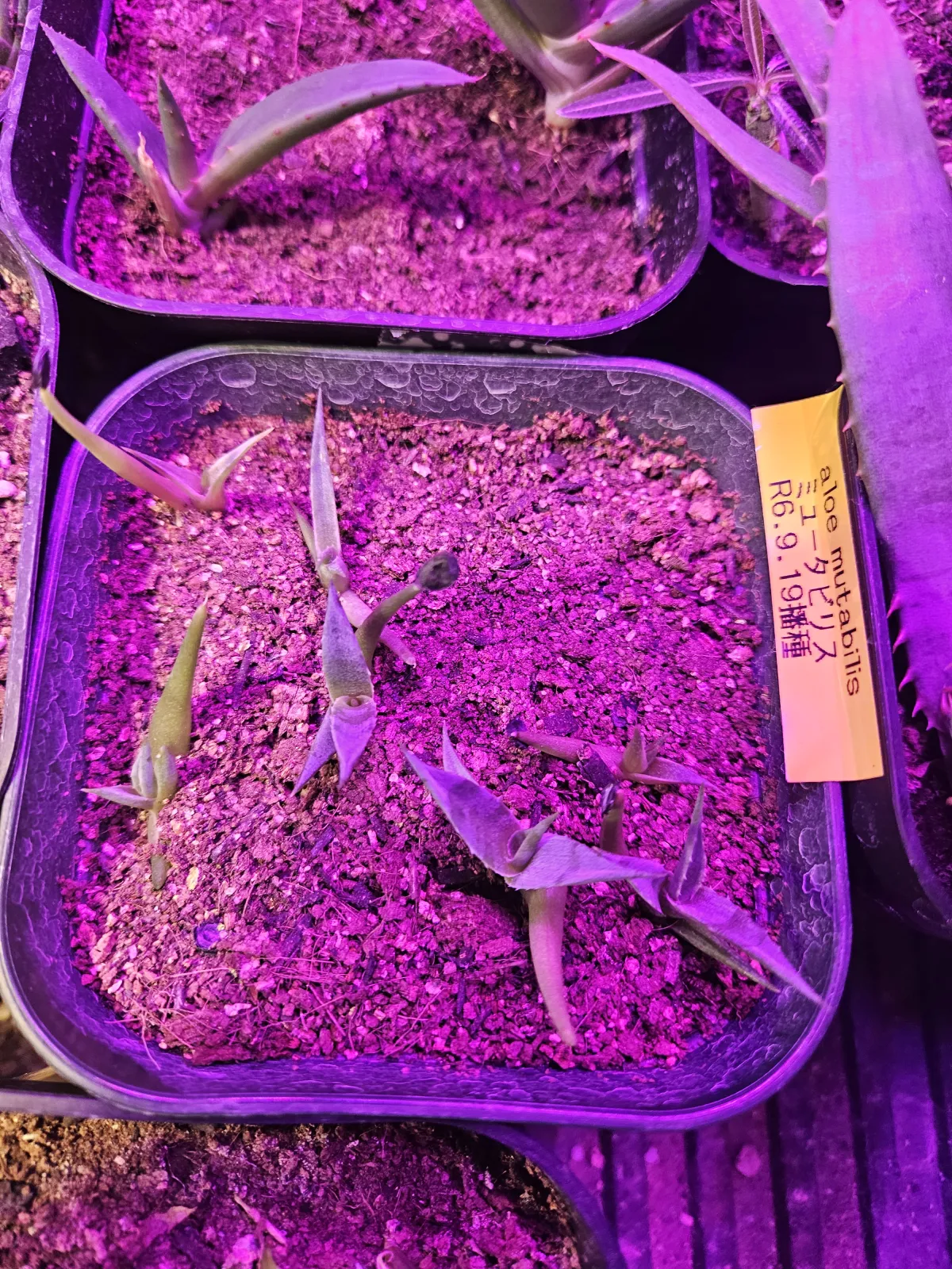 Agave margaritae (アガベ マルガリータ)