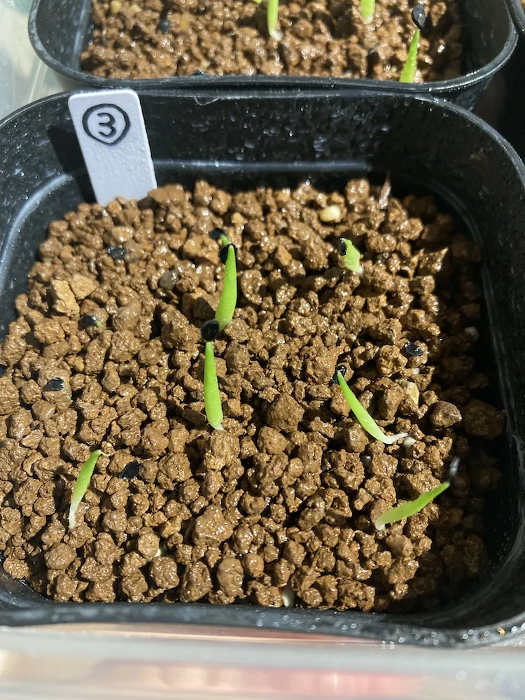 Agave titanota 'Blue' (アガベ チタノタブルー)