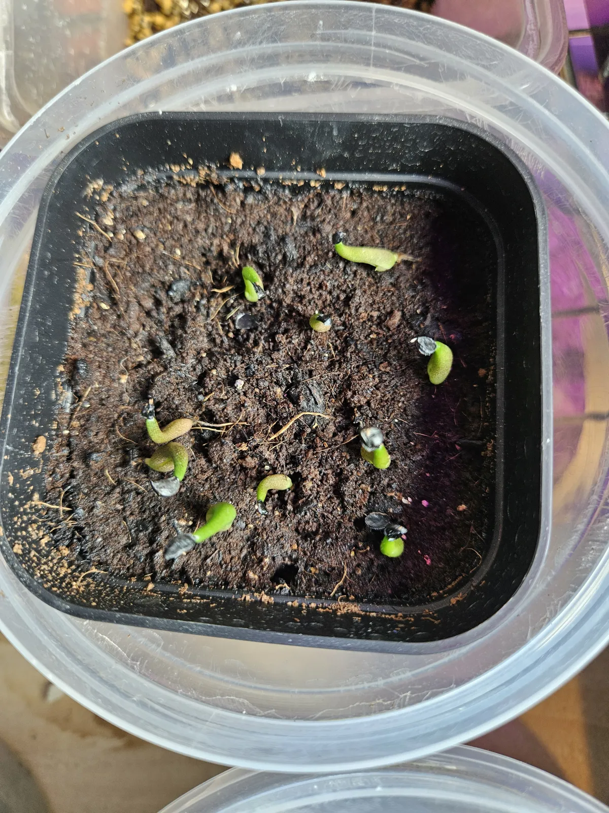 Agave oteroi (アガベ オテロイ)