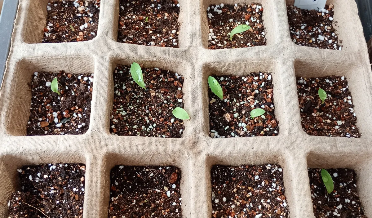 Chlorophytum orchidastrum 'Princess Mabel' (クロロフィツム プリンセス メイブル)