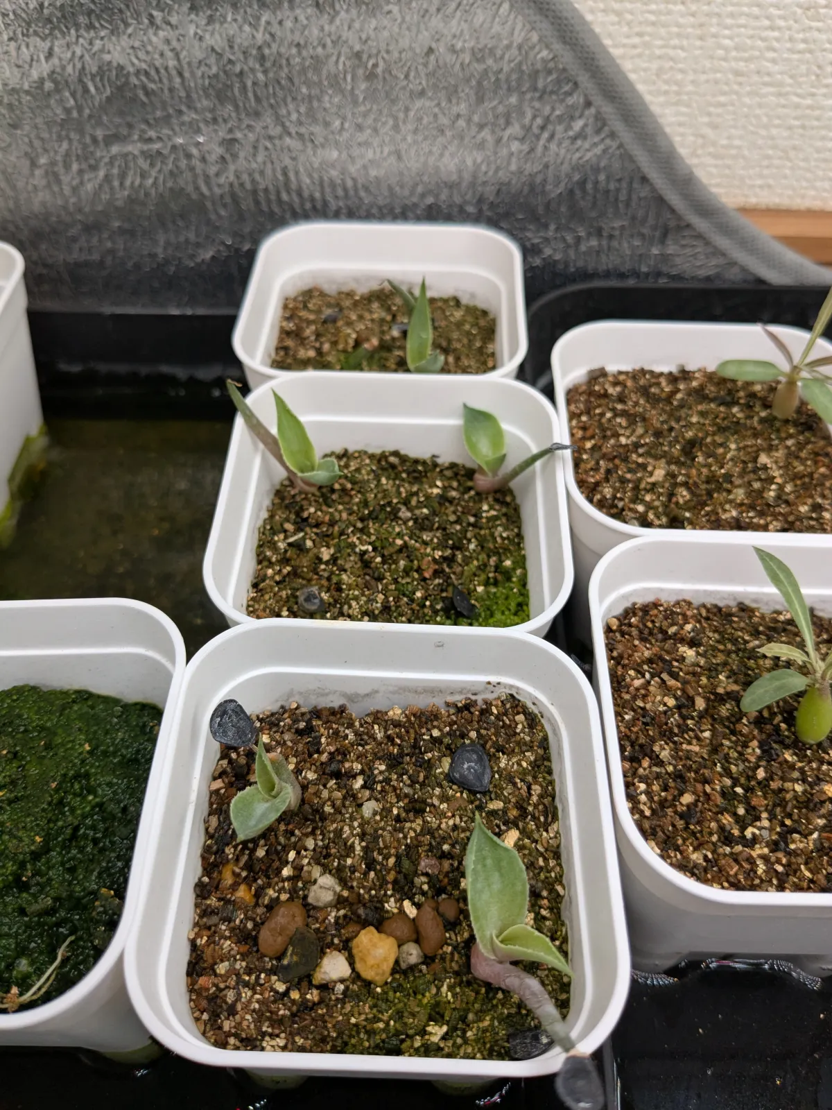 Agave inaequidens 'Ashy White' (アガベ インアクイデンス アッシーホワイト)