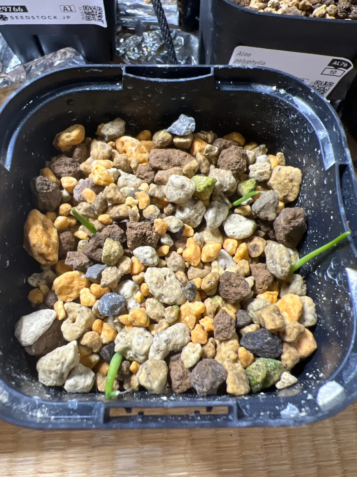 Agave potatorum Dwarf (アガベ ポタトラムドワーフ)