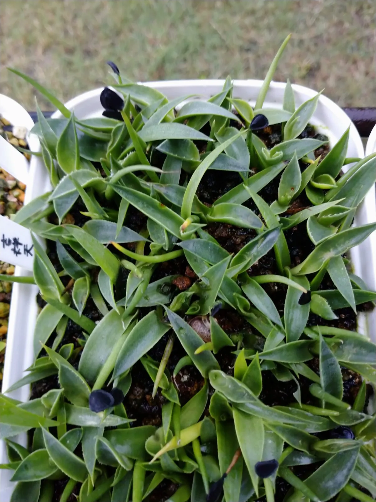 Agave parryi subsp. parryi (アガベ パリー)