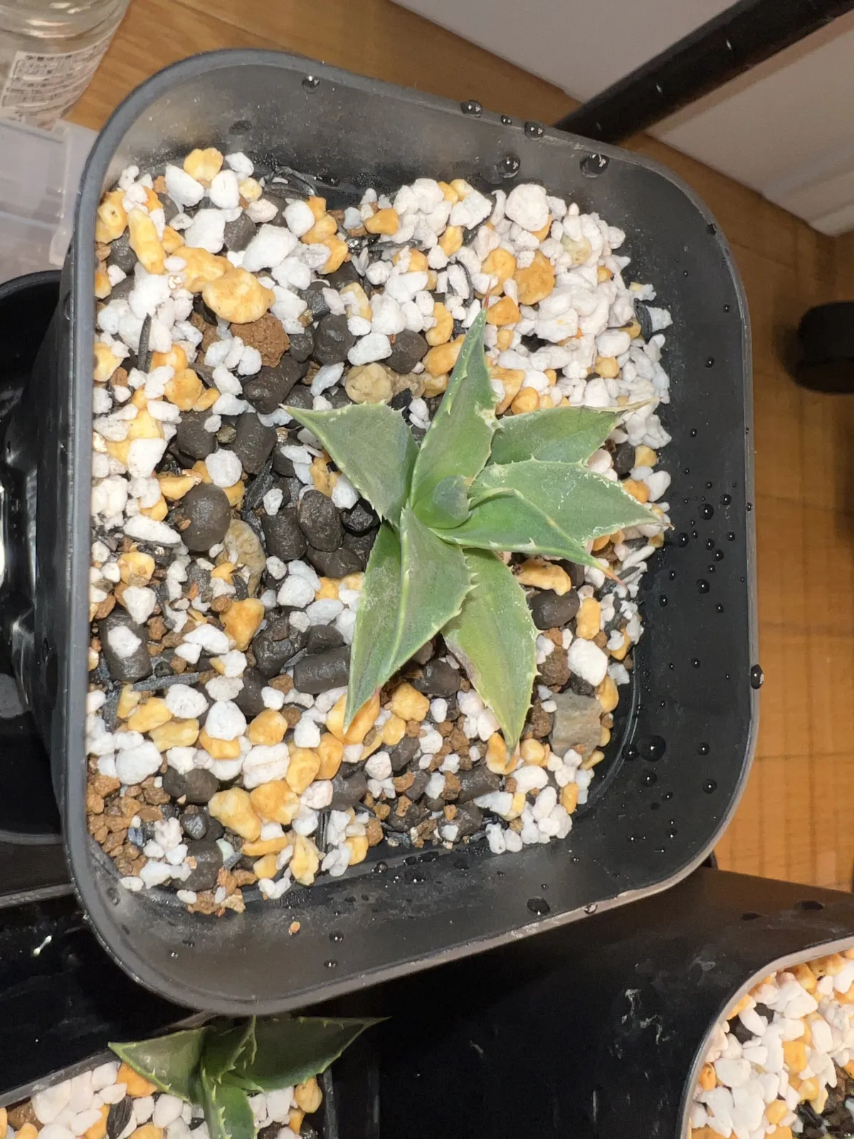 Agave utahensis ssp. utahensis (アガベ ユタエンシス)