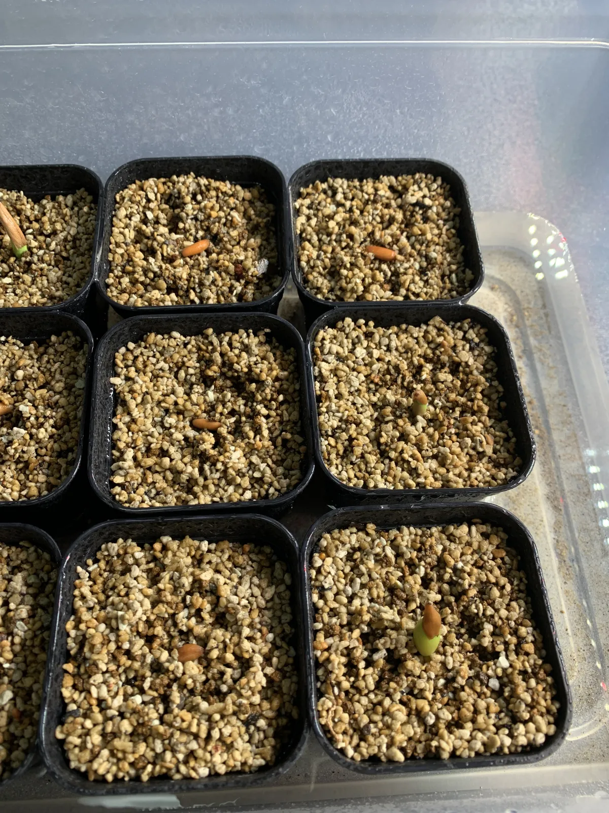 Adenium obesum thai socotranum DHA (アデニウム タイソコ DHA)