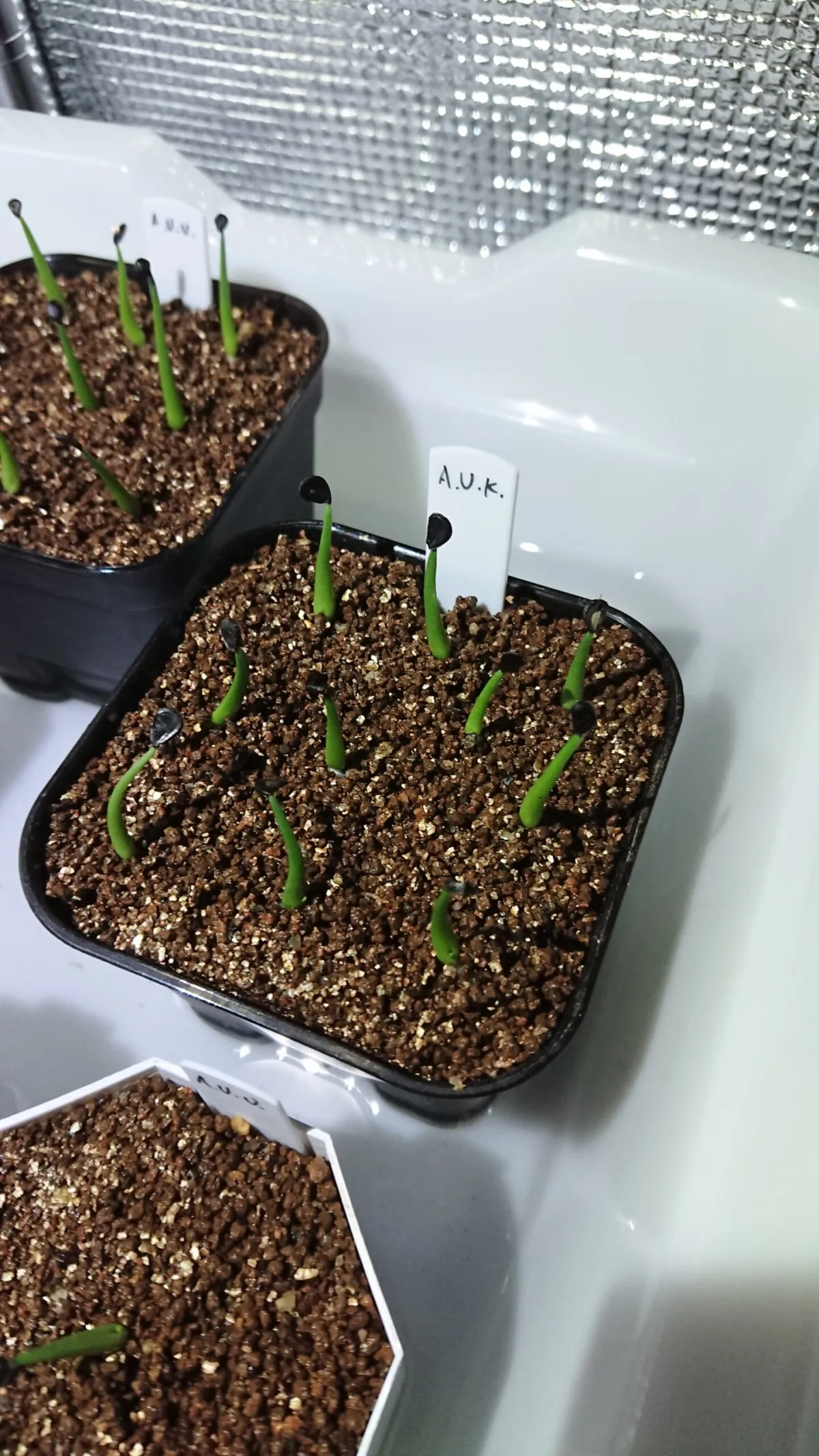 Agave utahensis ssp. kaibabensis (アガベ カイバベンシス)