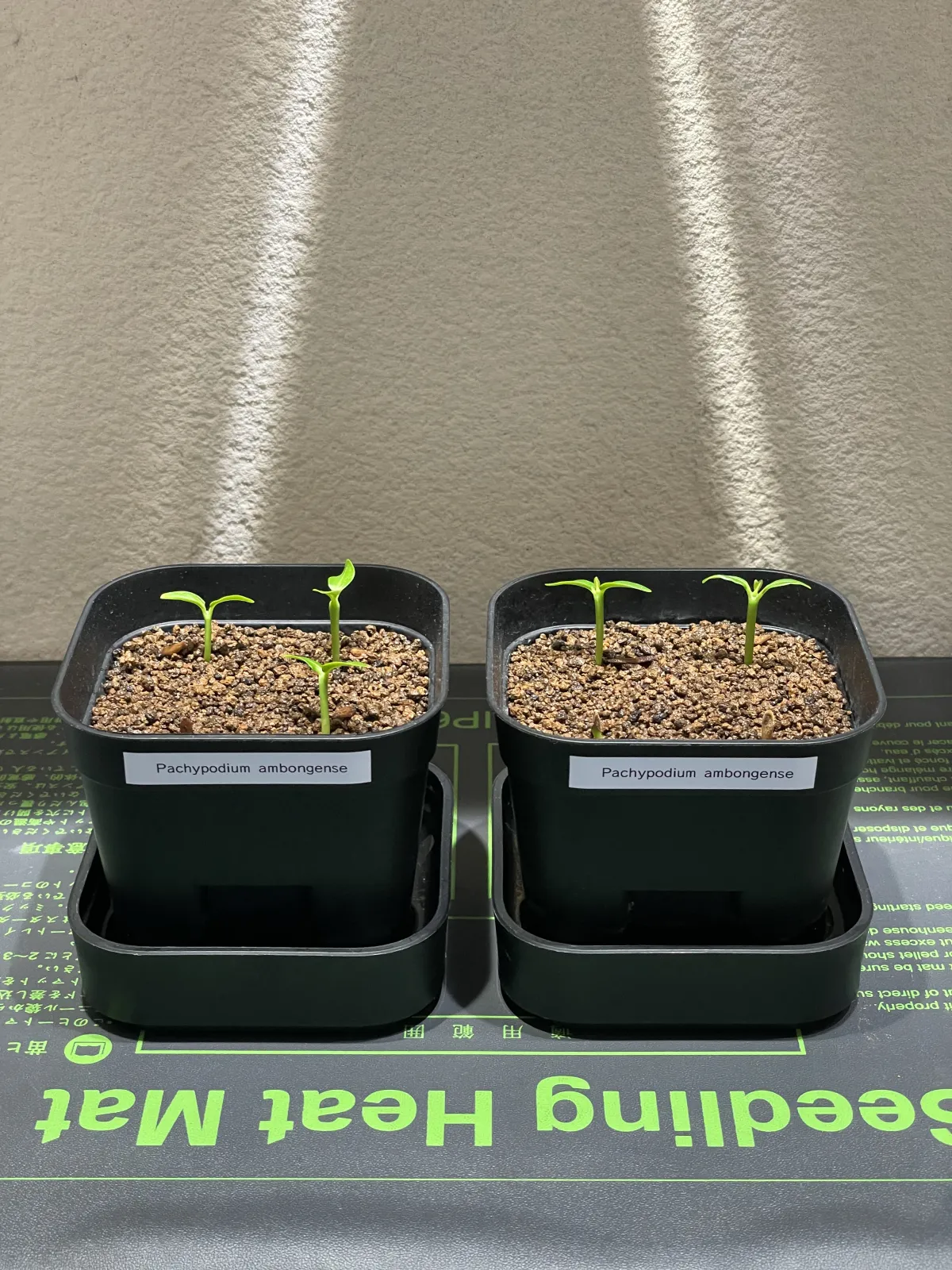 Pachypodium ambongense (パキポディウム アンボンゲンセ)