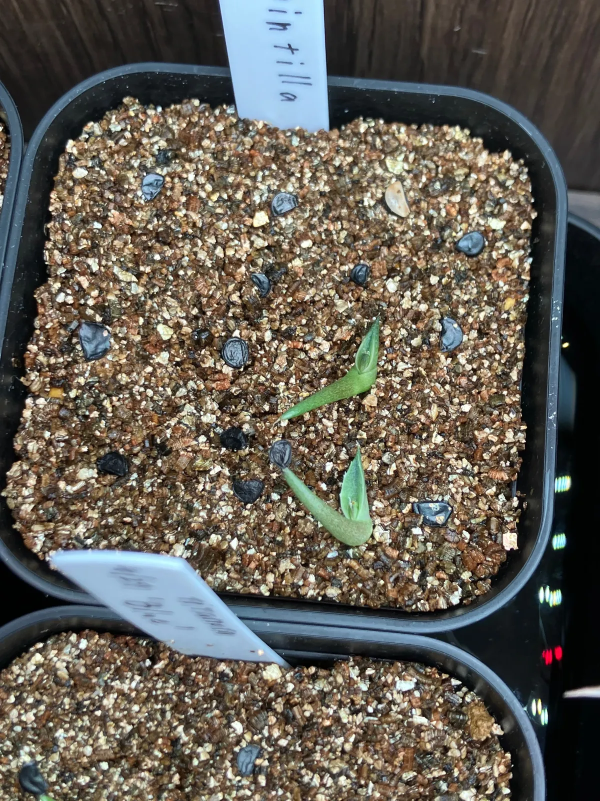 Agave pintilla (アガベ ピンティラ)