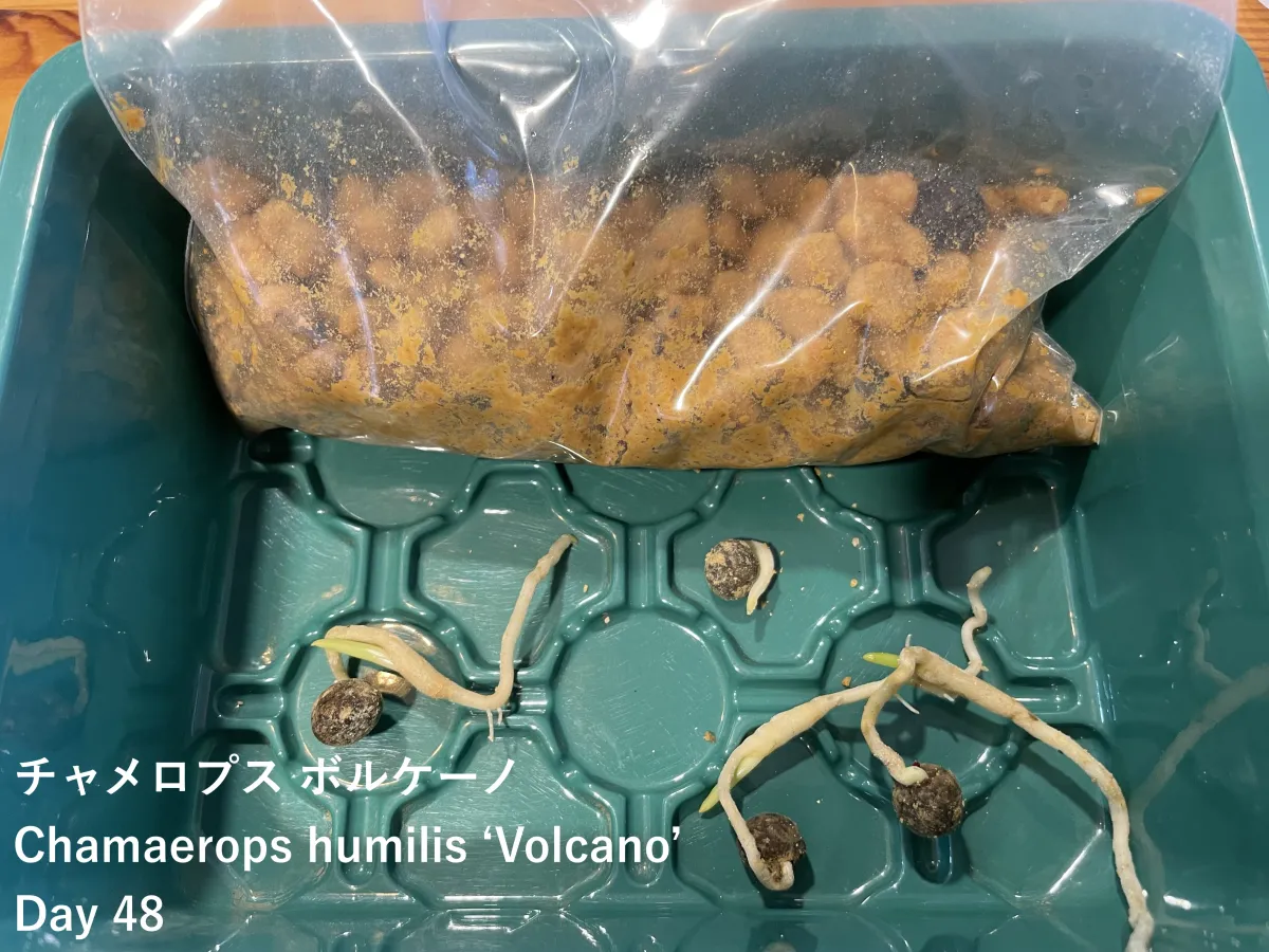 Chamaerops humilis 'Volcano' (チャメロプス ボルケーノ)