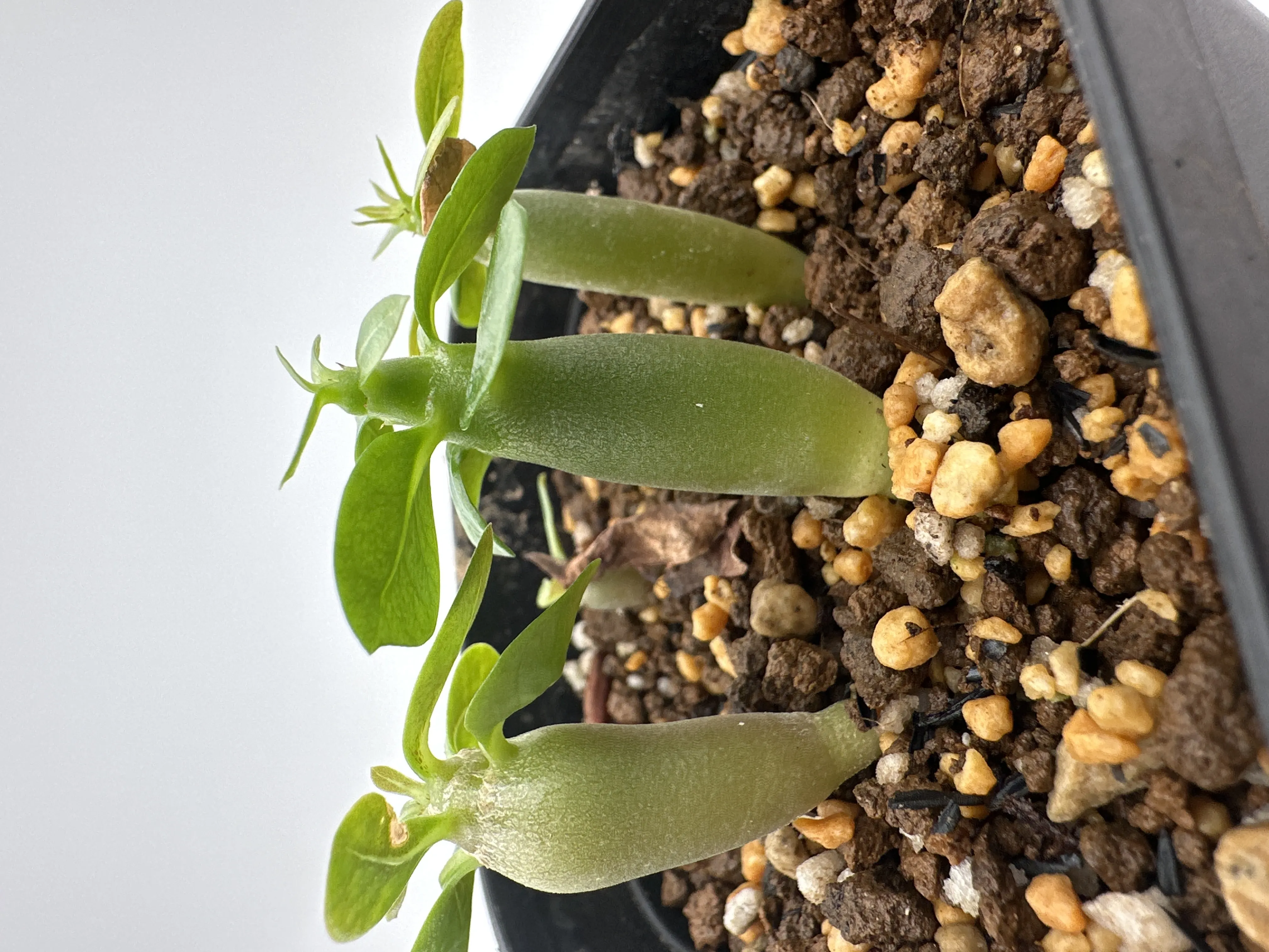 Adenium obesum 'Black Tong Gak' (アデニウム Black Tong Gak)