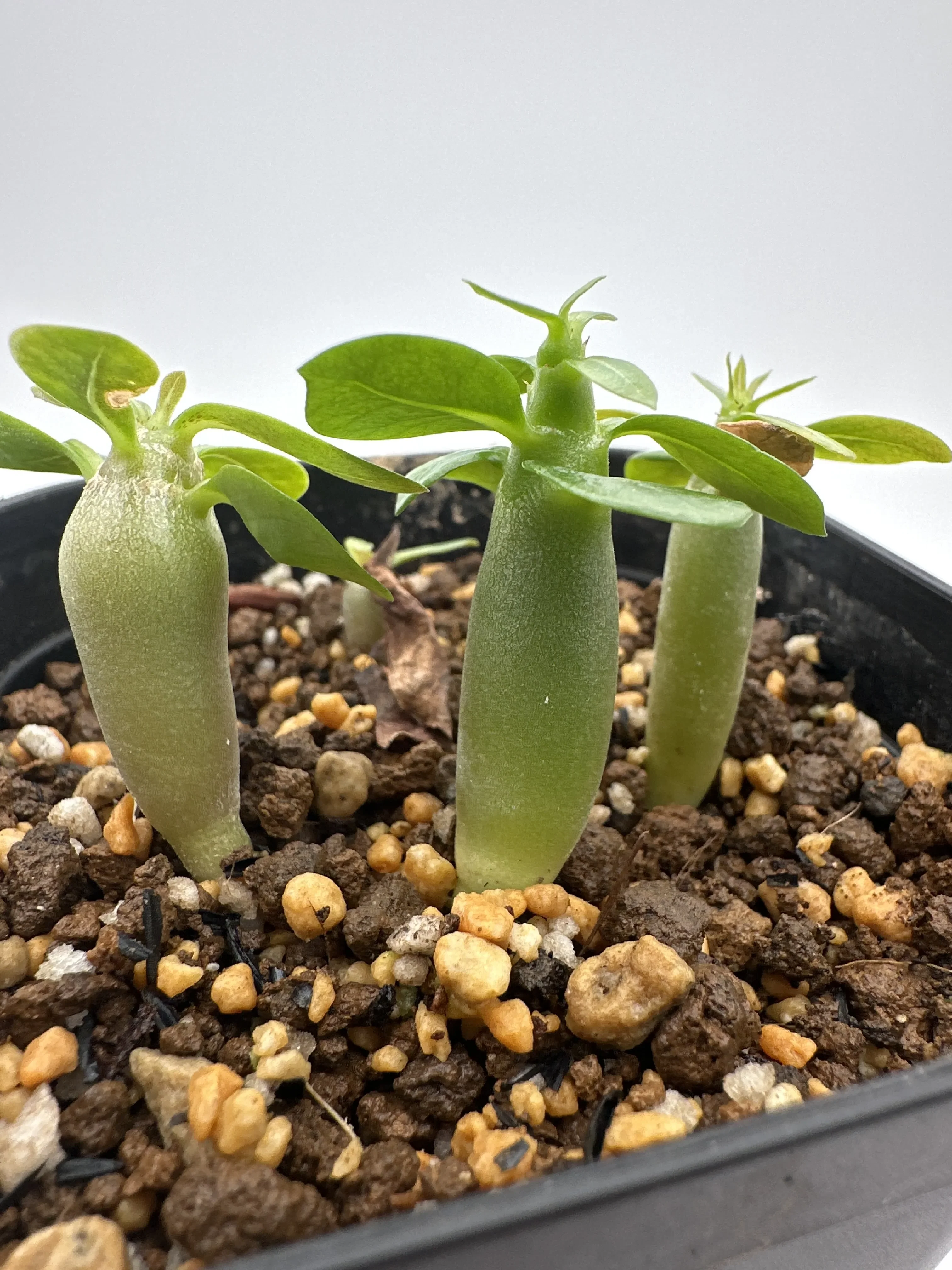 Adenium obesum 'Black Tong Gak' (アデニウム Black Tong Gak)
