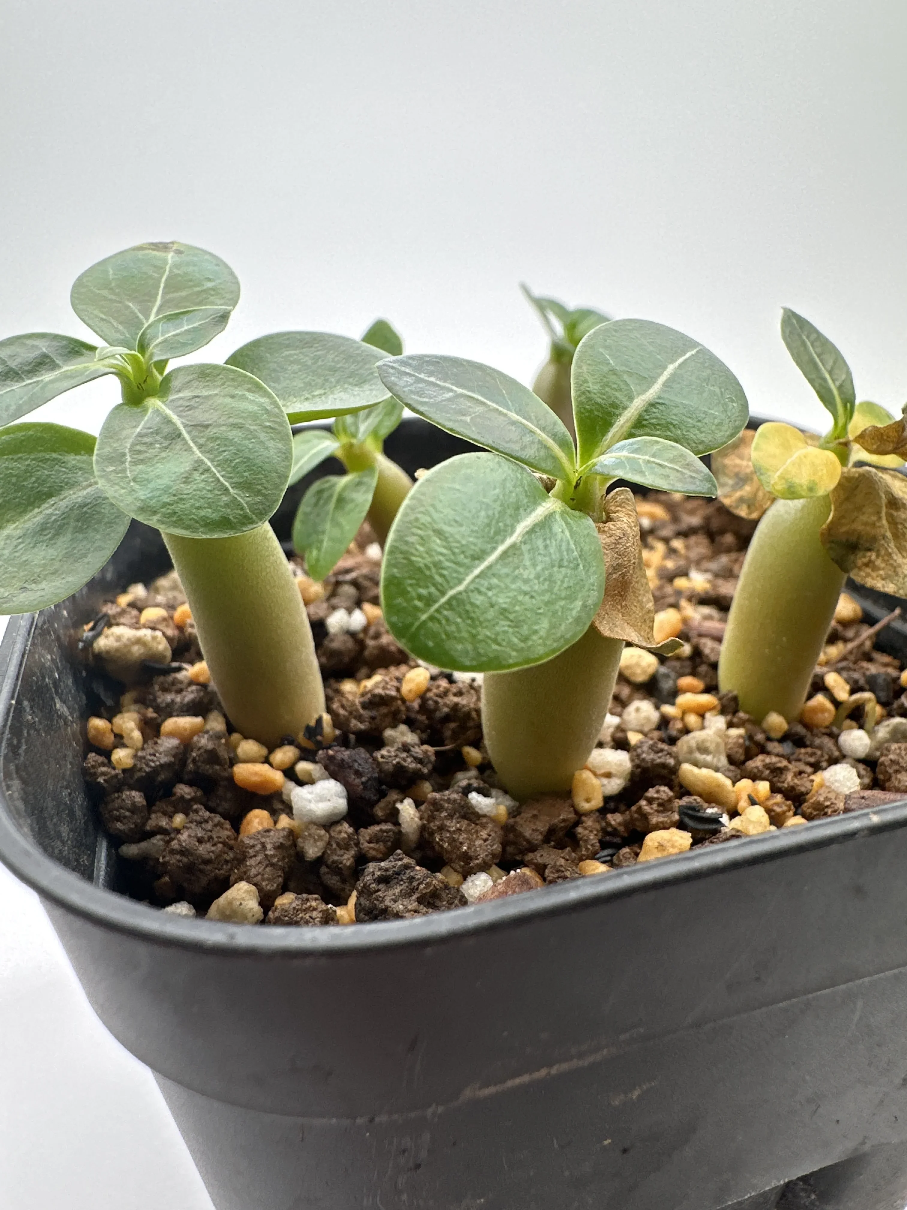 Adenium Godji x Snow Montra Siam Godji x Snow Montra Siam (アデニウム ゴッジxスノーモントラサイアム)