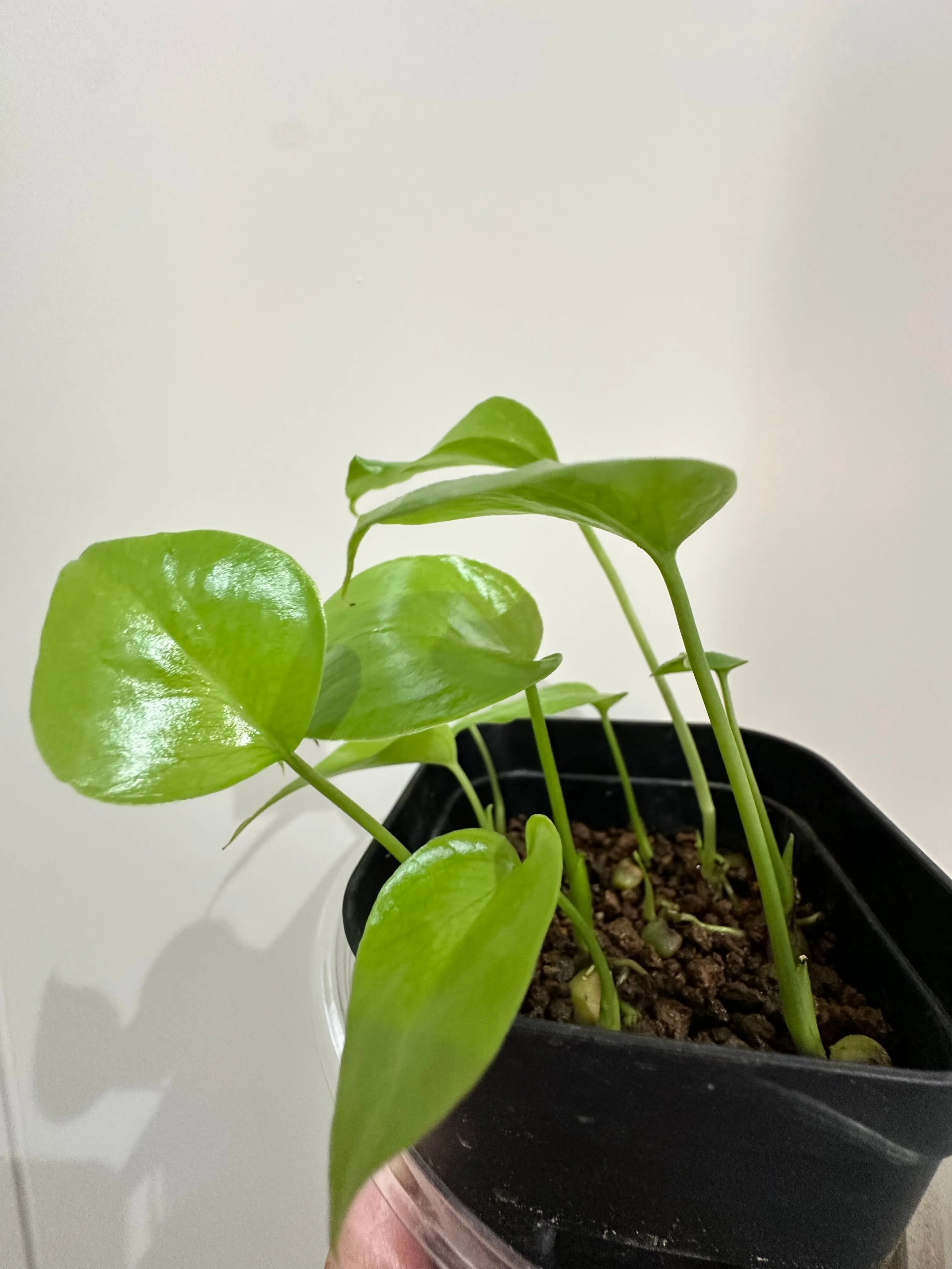 Monstera deliciosa (モンステラ デリシオーサ （小粒）)