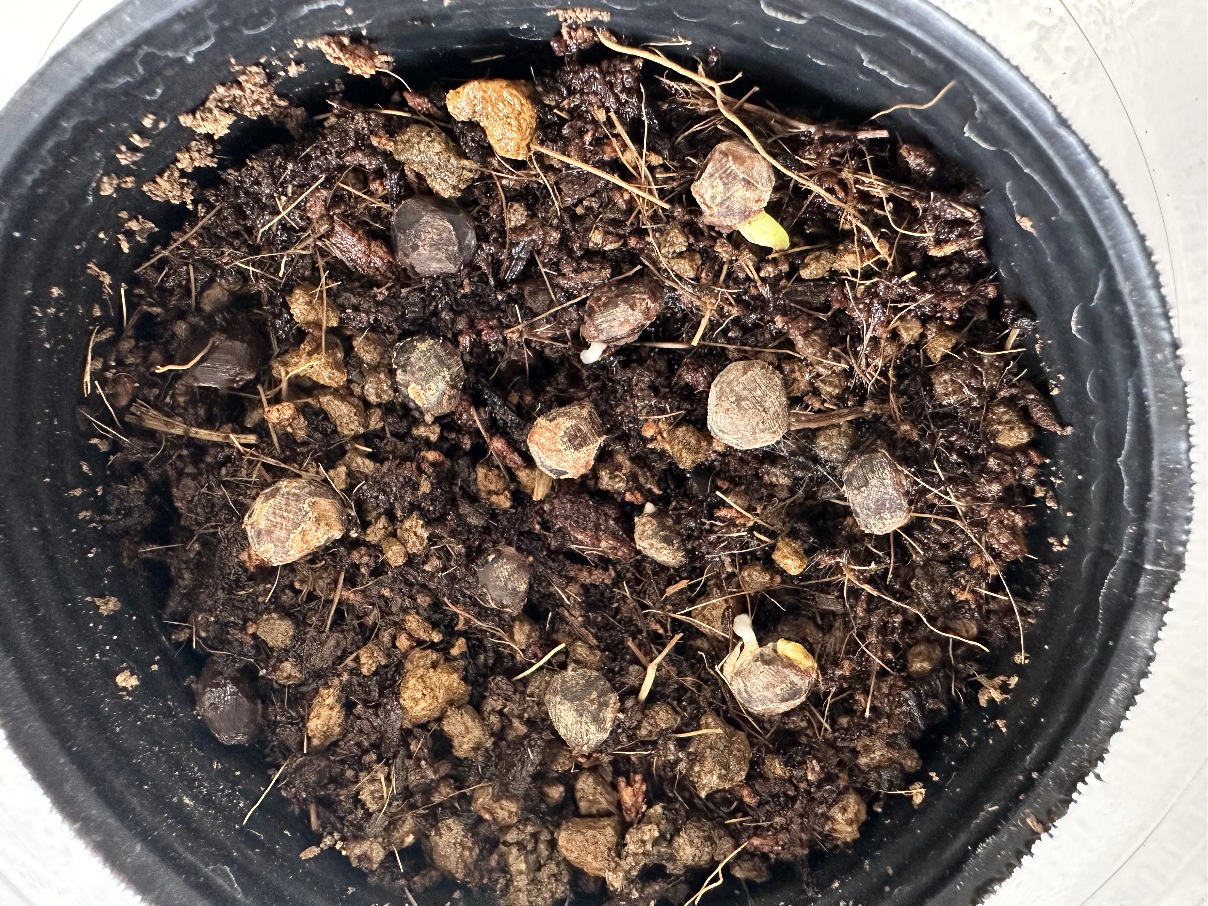 Operculicarya pachypus (オペルクリカリア パキプス2025D)