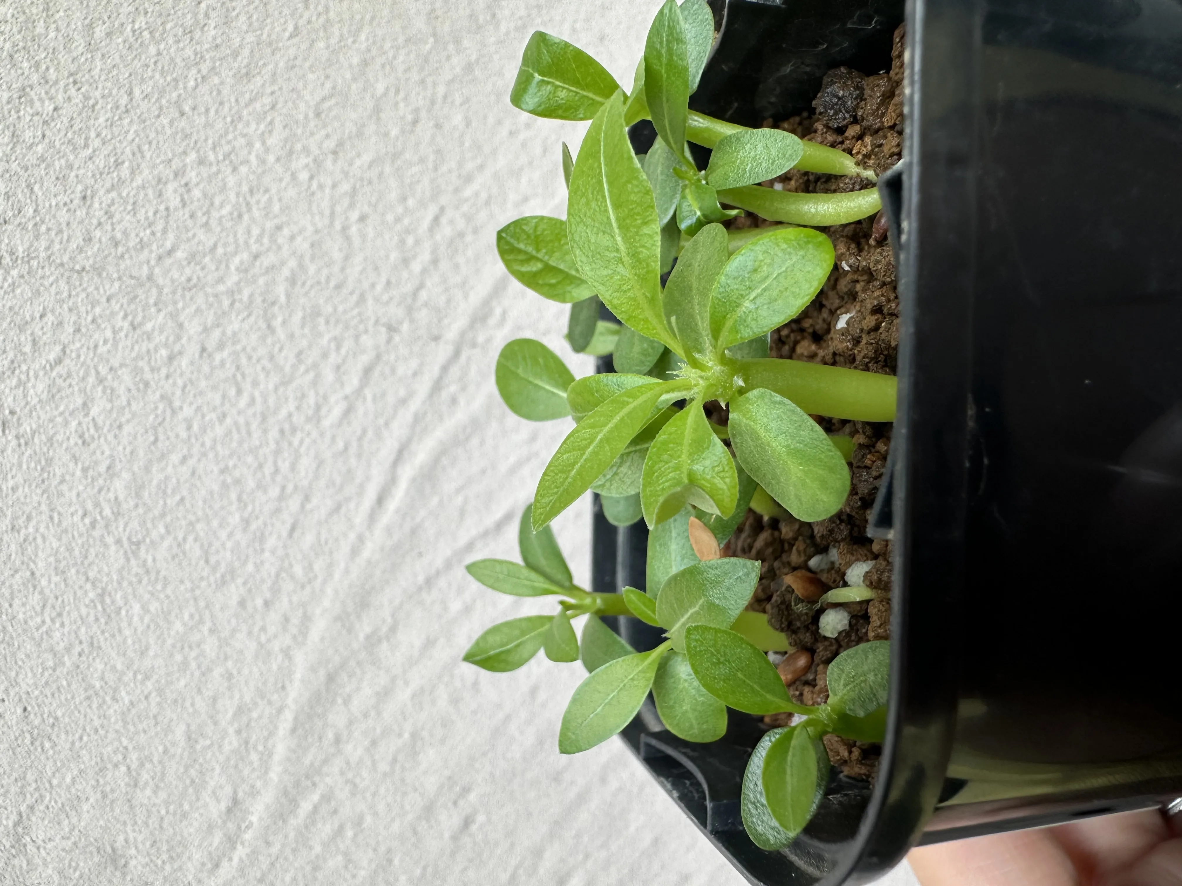 Pachypodium brevicaule subsp. brevicaule (パキポディウム ブレビカウレ)