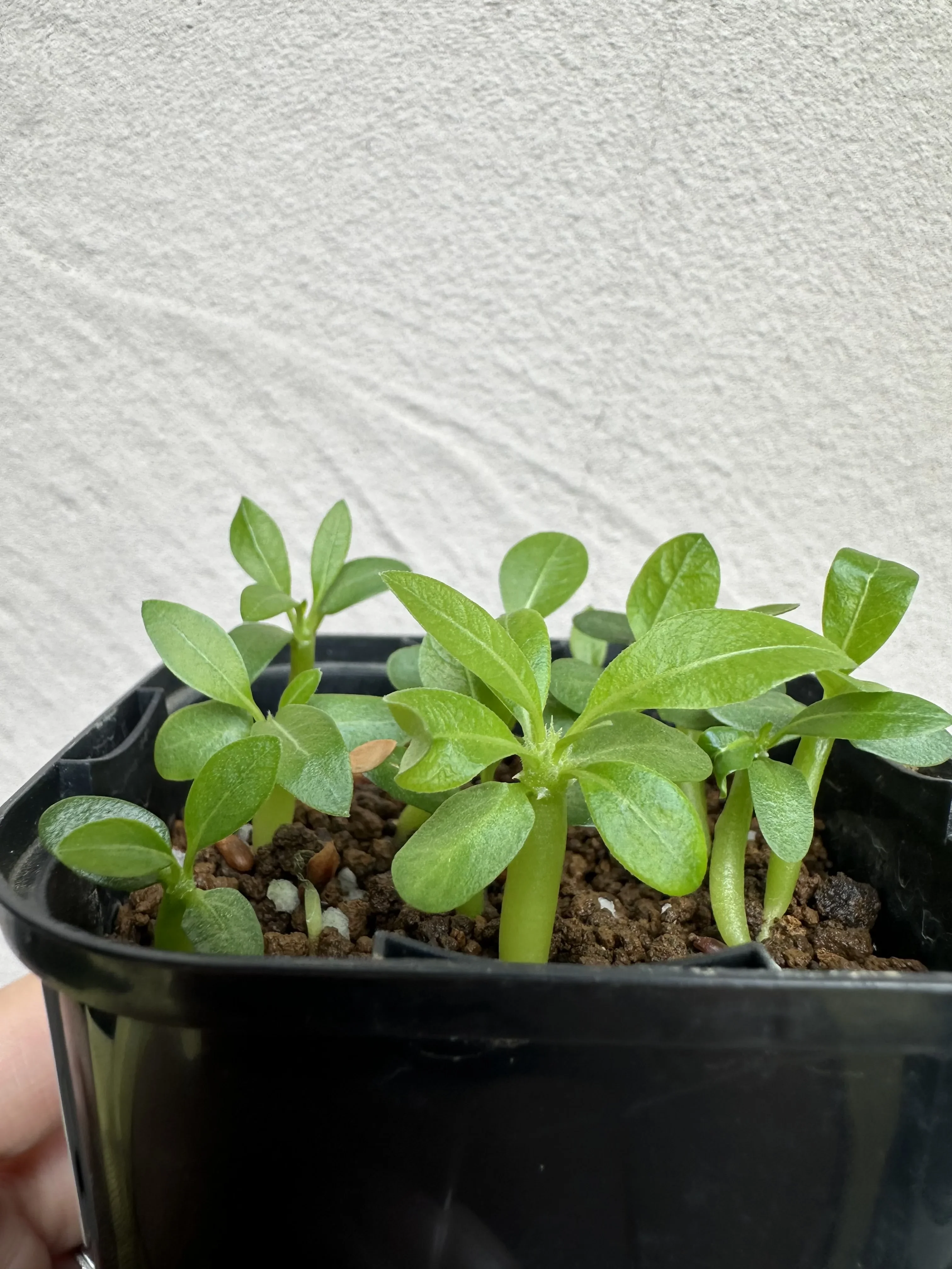 Pachypodium brevicaule subsp. brevicaule (パキポディウム ブレビカウレ)