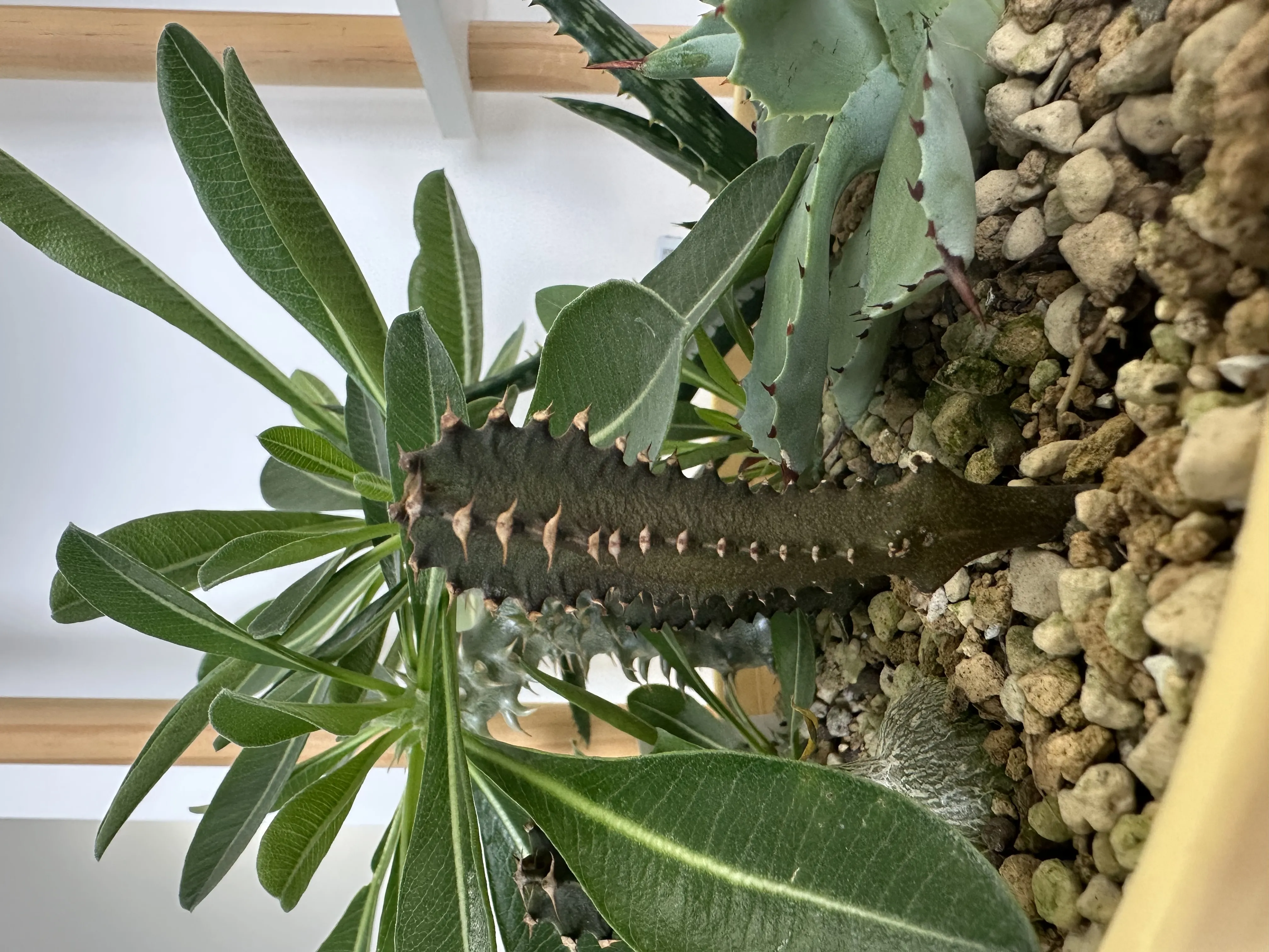 Euphorbia canariensis (ユーフォルビア カナリエンシス)