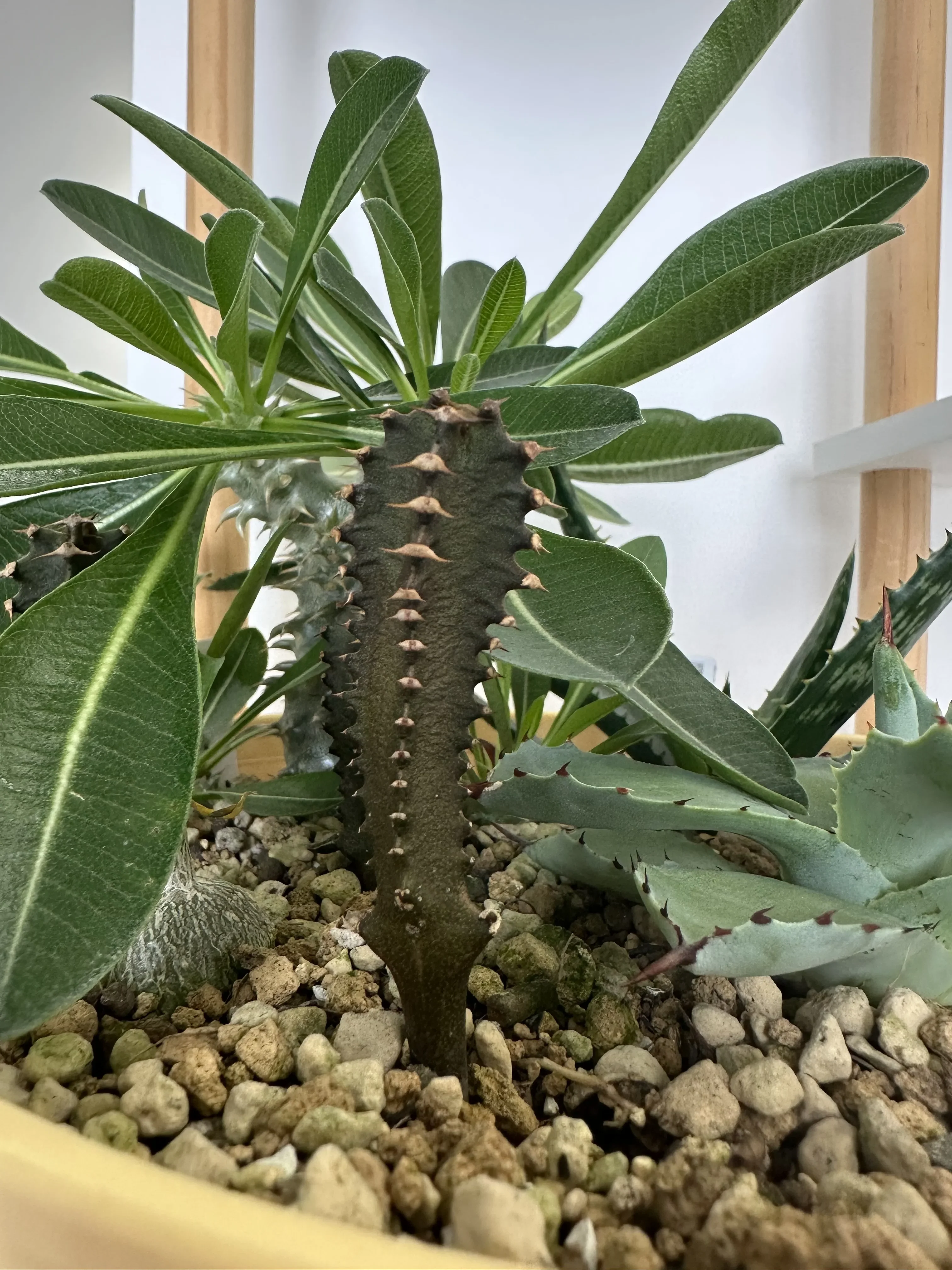 Euphorbia canariensis (ユーフォルビア カナリエンシス)