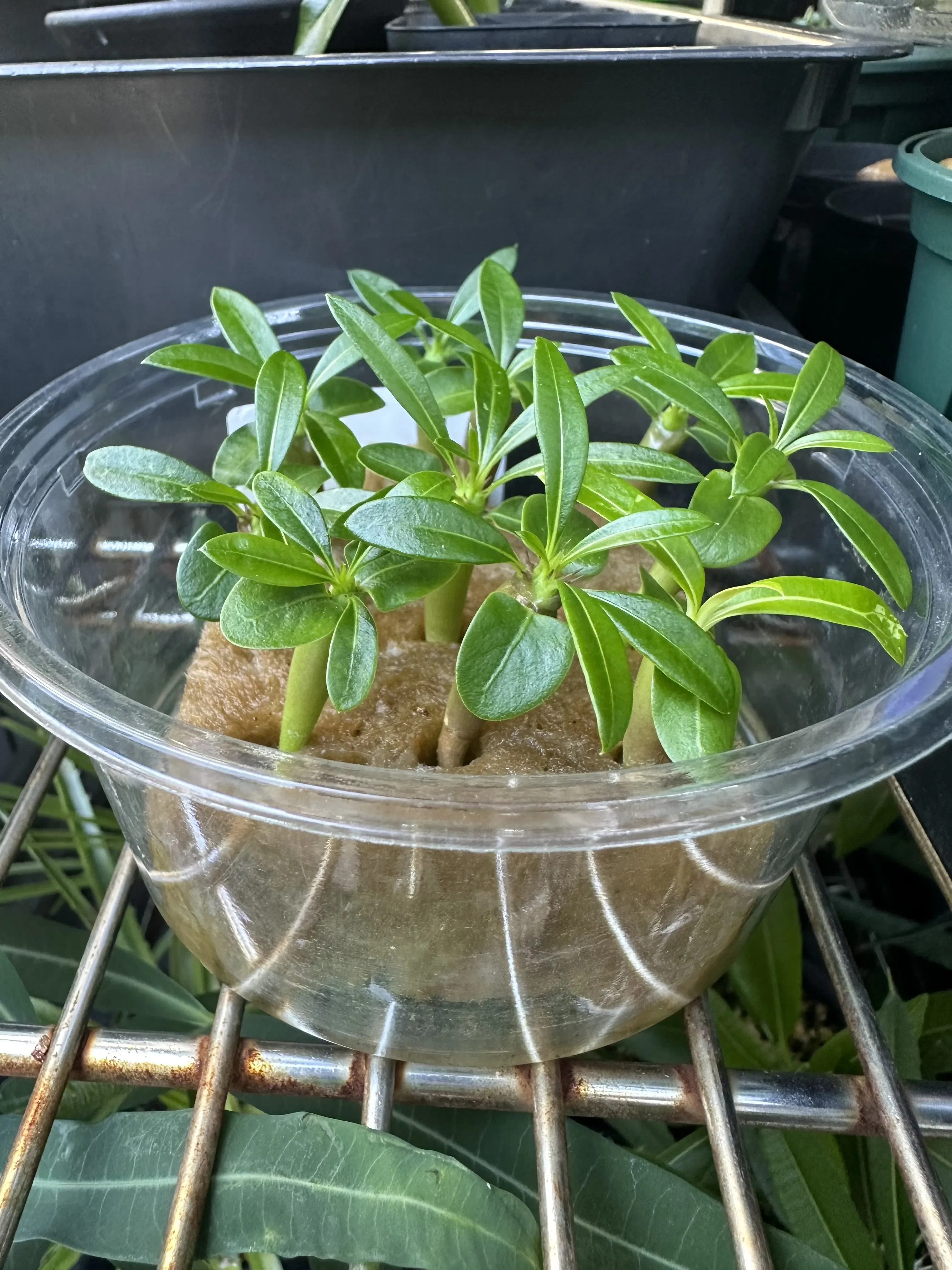 Pachypodium lamerei (パキポディウム ラメレイ 夢叶棒)