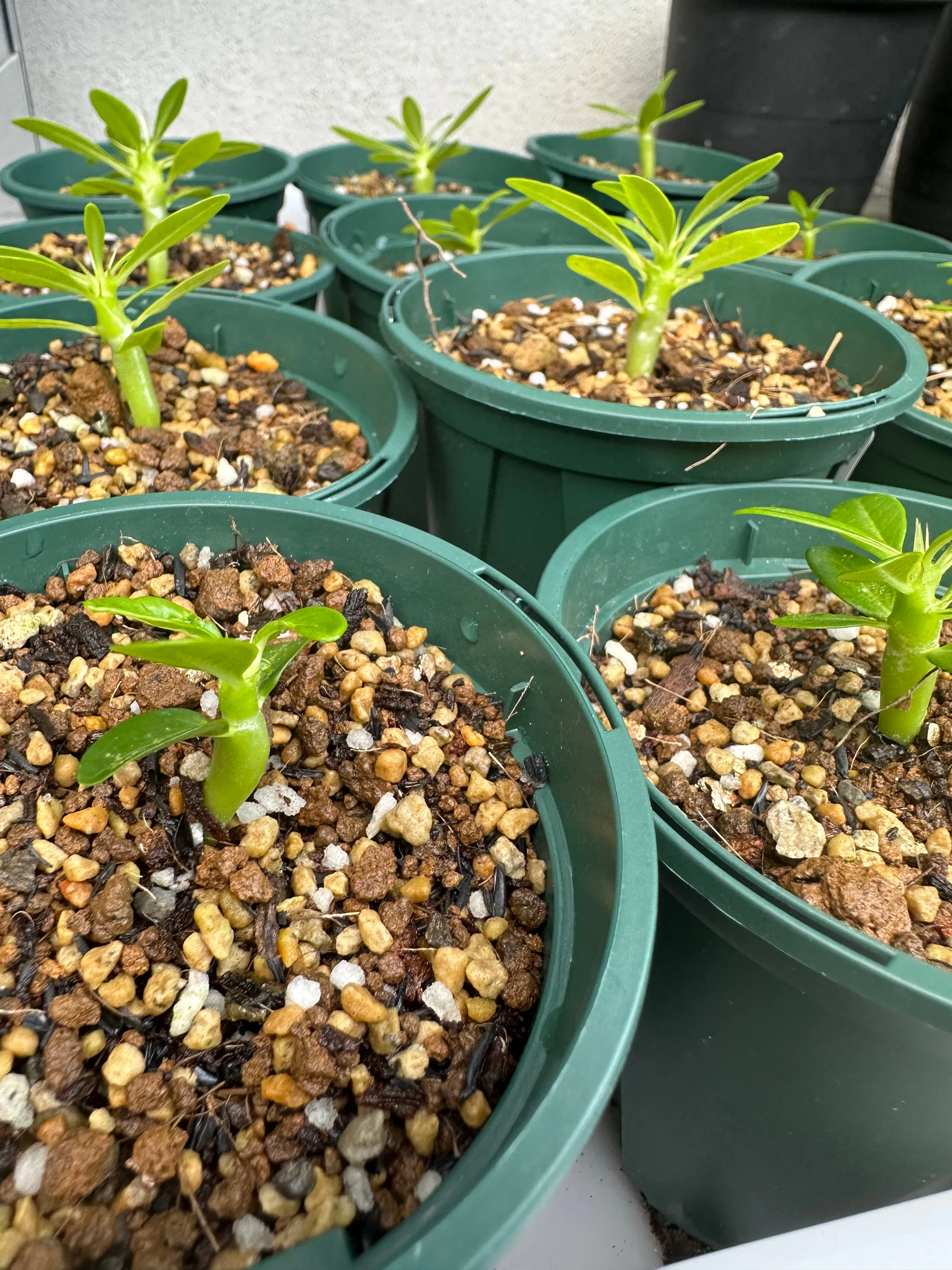 Pachypodium ambongense (パキポディウム アンボンゲンセ)