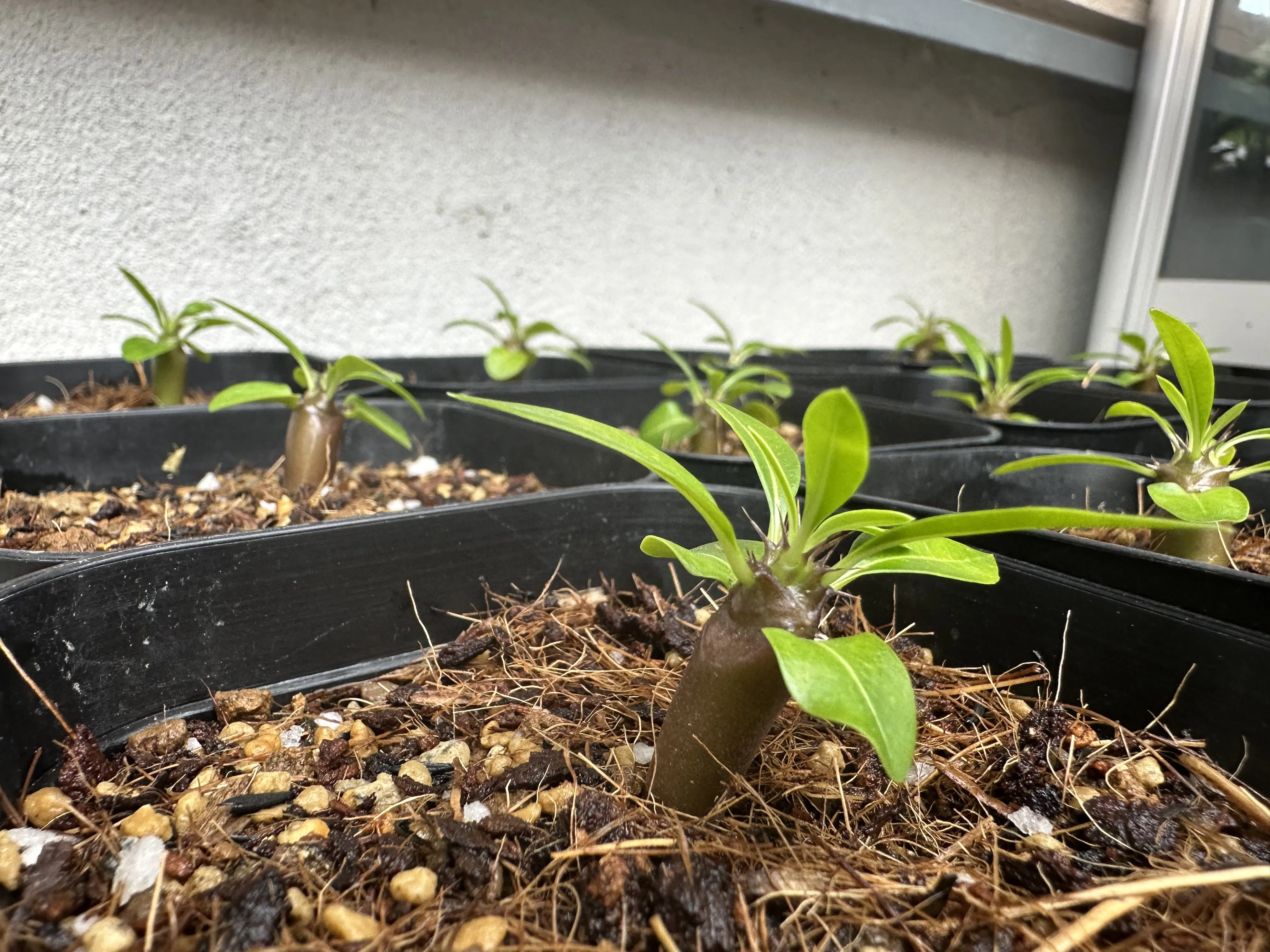 Pachypodium lamerei (パキポディウム ラメレイ 夢叶棒)