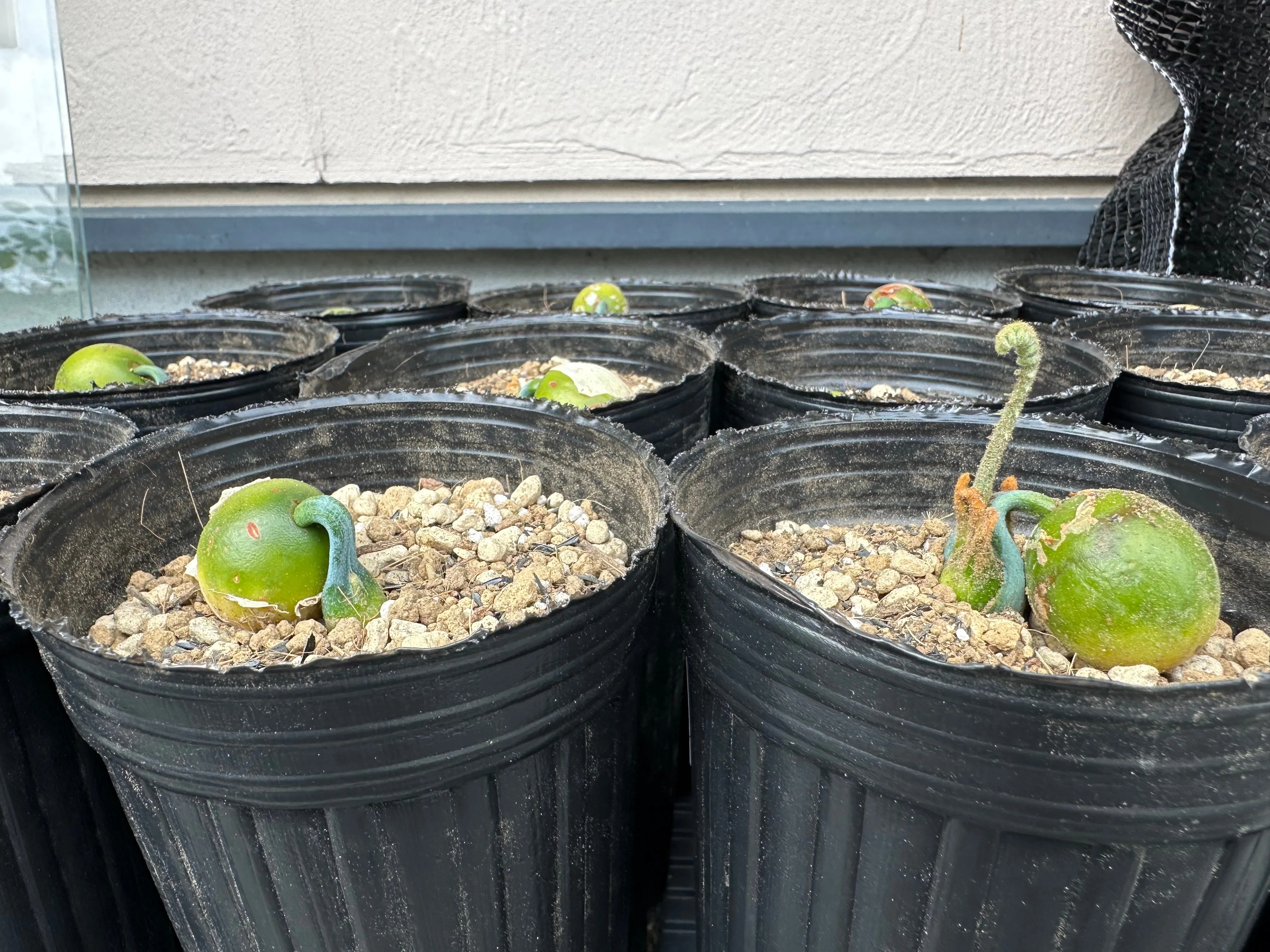 Cycas platyphylla (サイカス プラティフィラ)