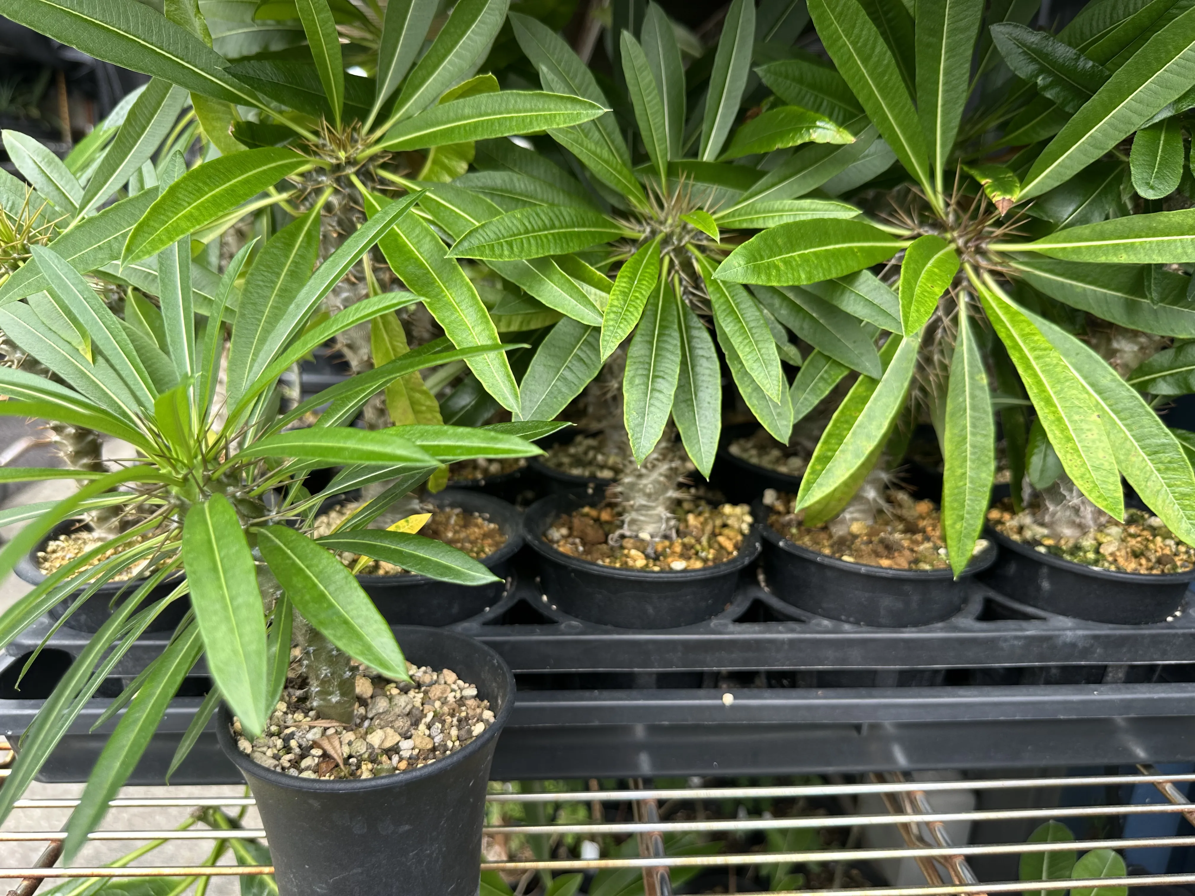 Pachypodium lamerei (パキポディウム ラメレイ 夢叶棒)