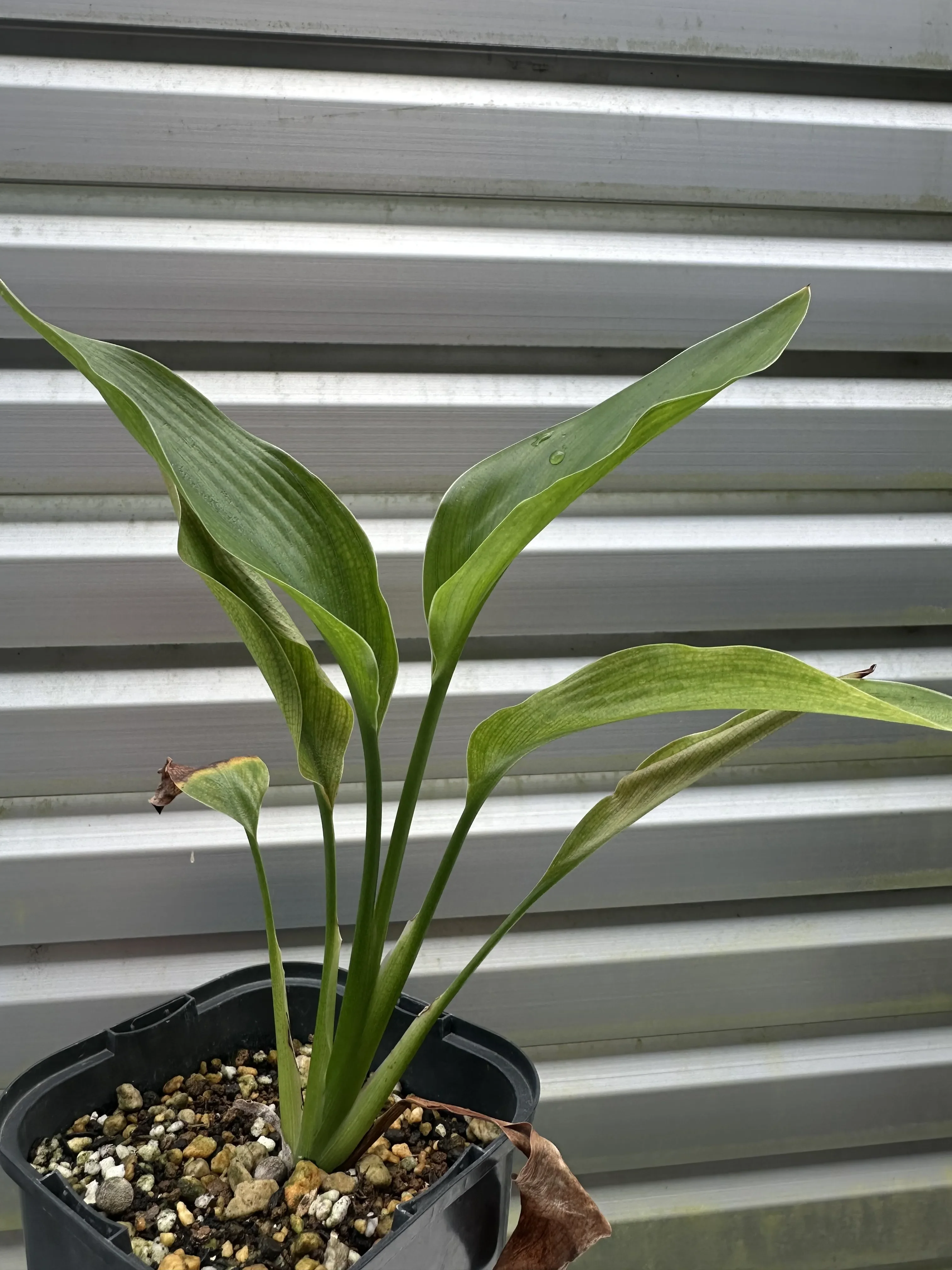 Strelitzia reginae (ストレリチア レジーナ)
