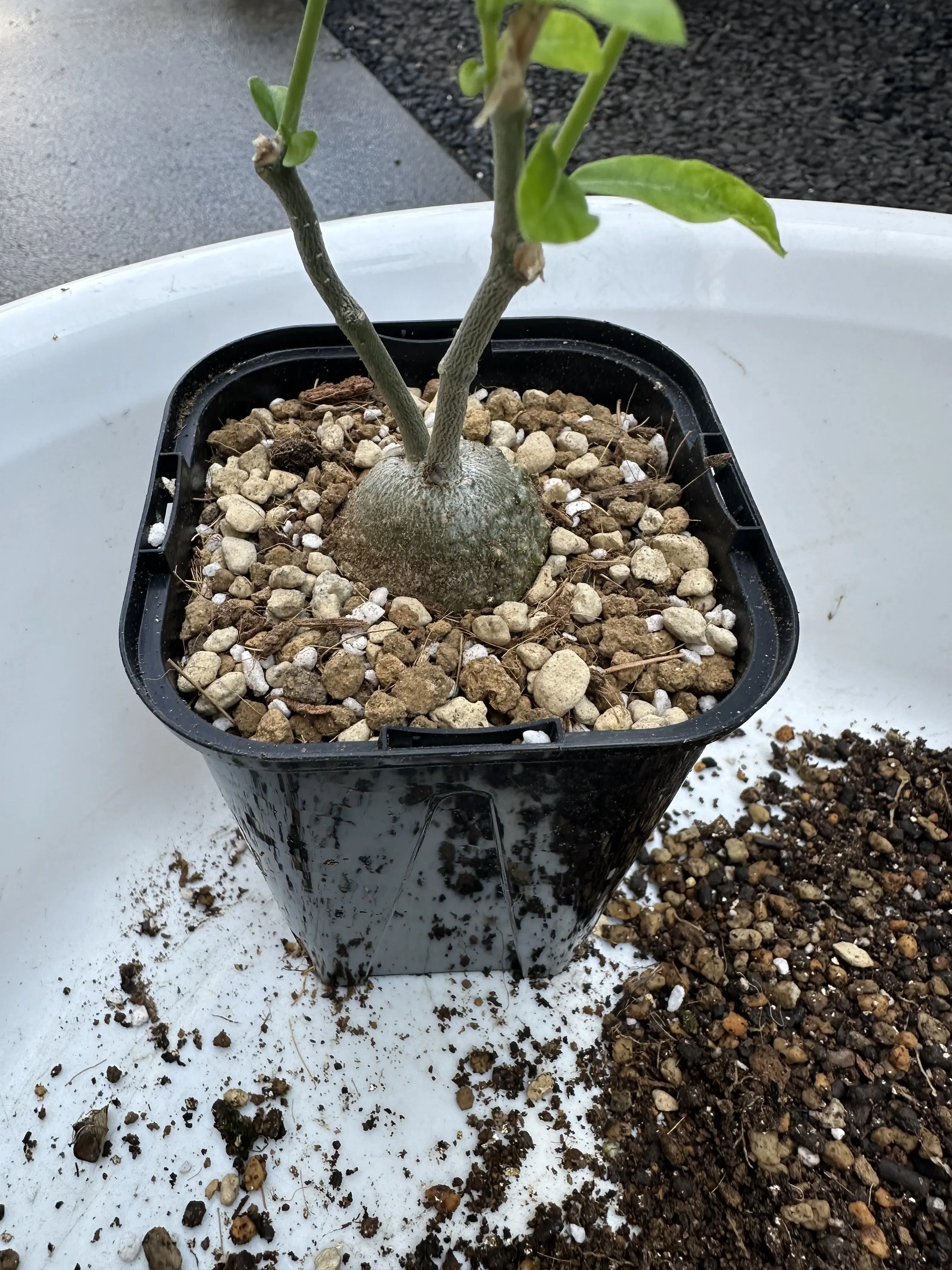 Fockea edulis (フォッケア 火星人)