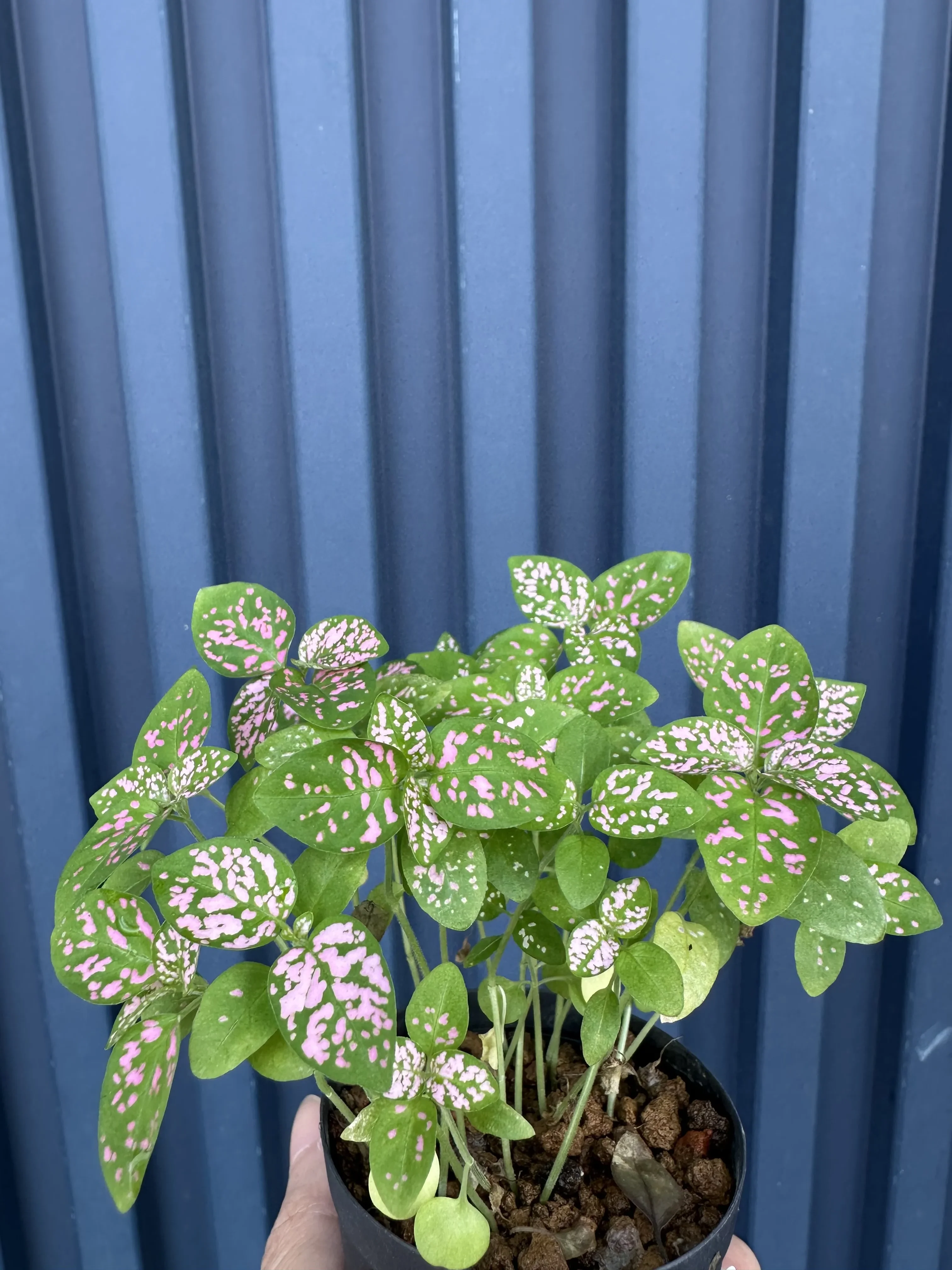 Hypoestes phyllostachya Rose (ヒポエステス フィロスタキア コロラタス ローズ)