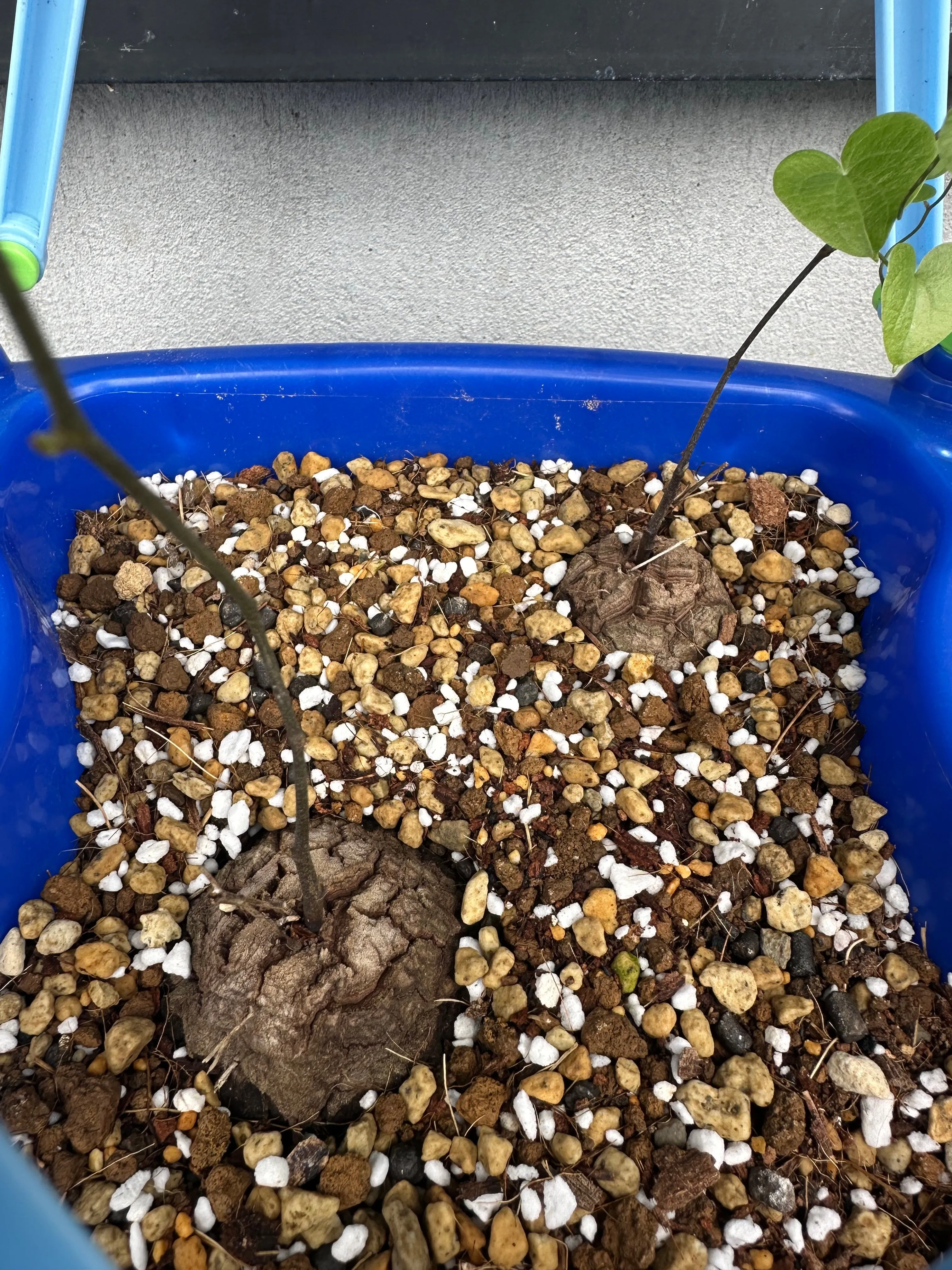 Dioscorea elephantipes (ディオスコレア エレファンティペス アフリカ亀甲竜)