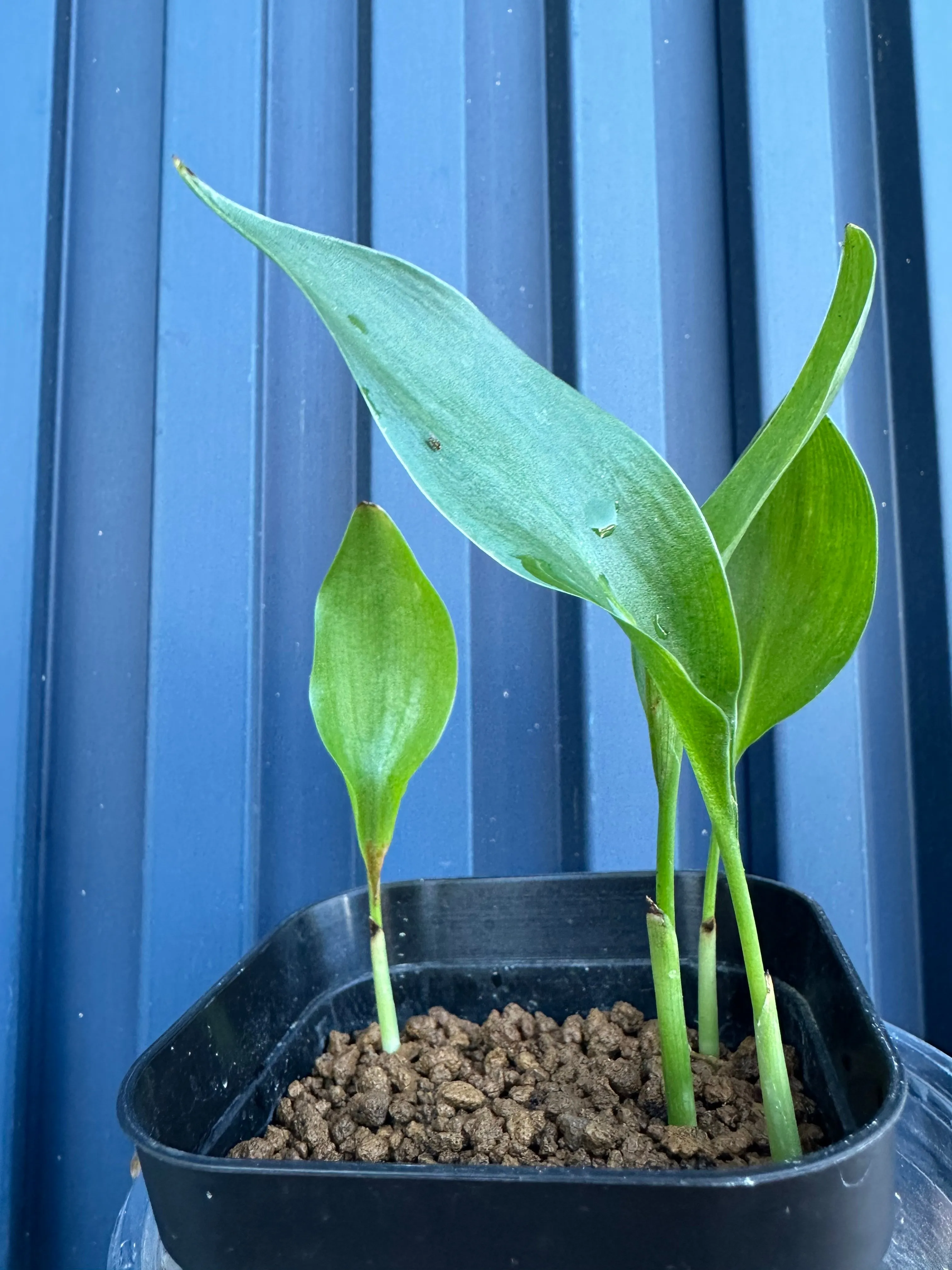 Strelitzia reginae 'Mandela's Gold' (ストレリチア マンデラゴールド)