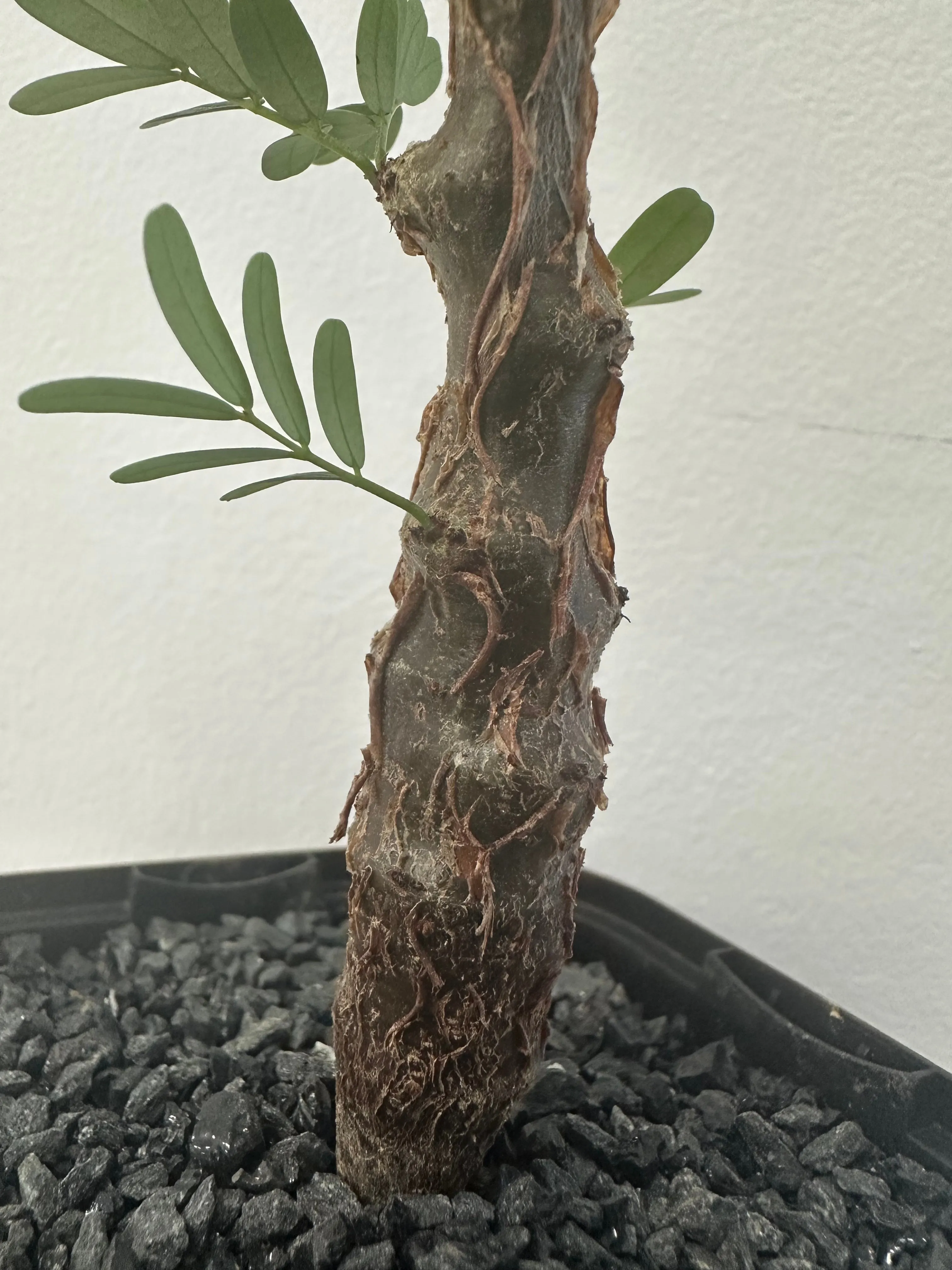 Senna meridionalis (センナ メリディオナリス)