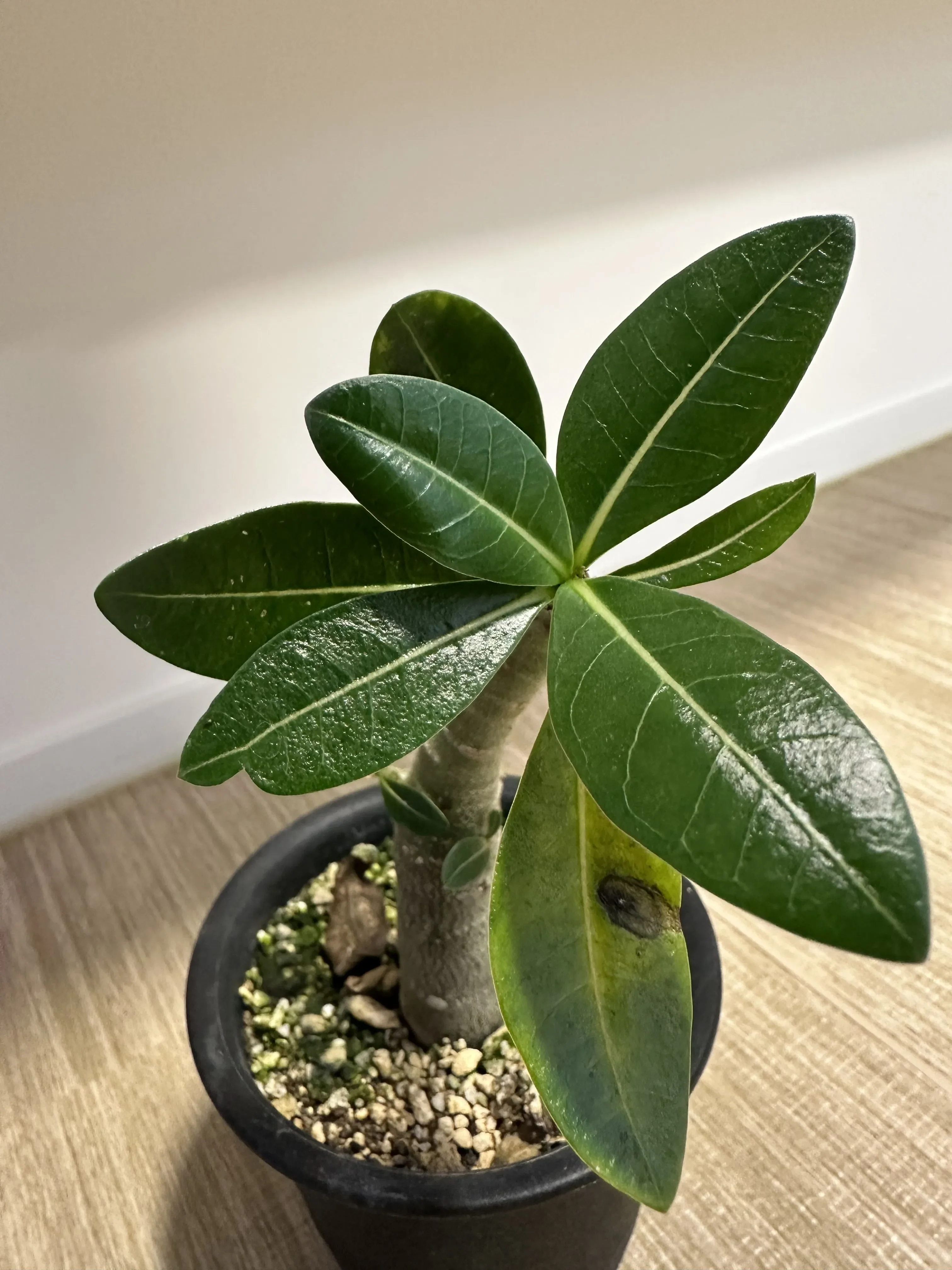 Adenium arabicum King Kong (アデニウム アラビカム キングコング)