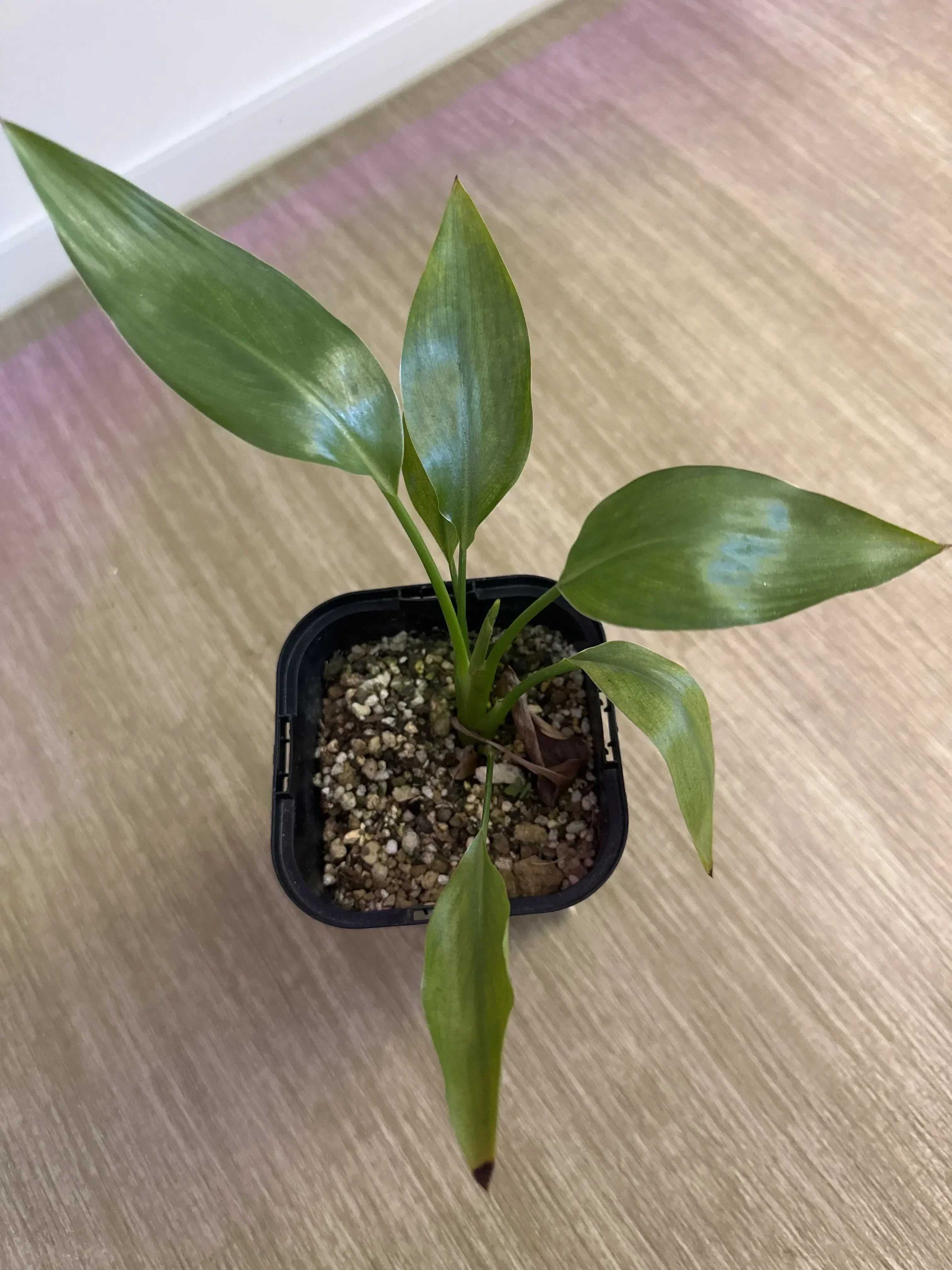 Strelitzia reginae (ストレリチア レジーナ)