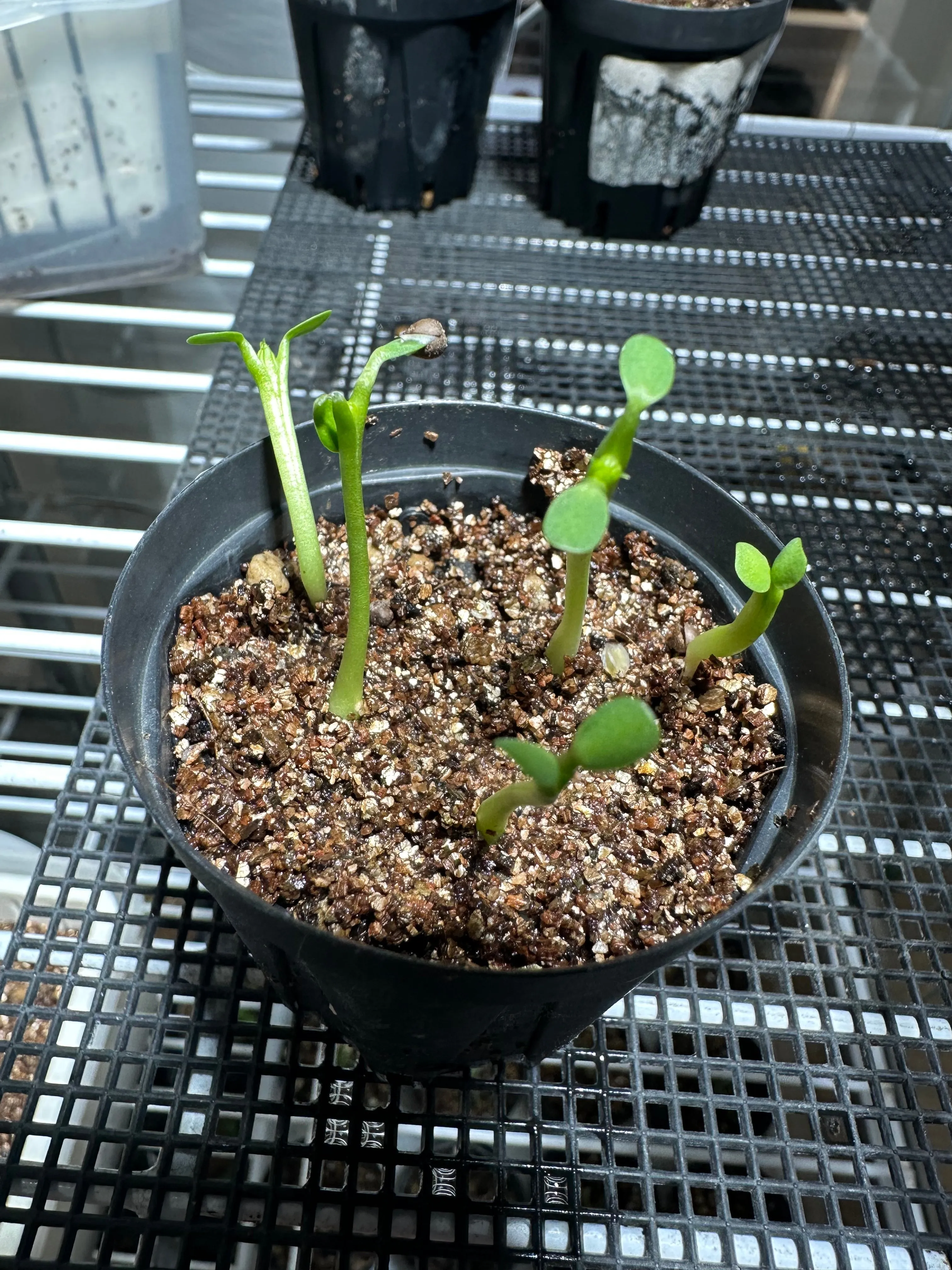 Euphorbia obesa subsp. obesa (ユーフォルビア オベサ)